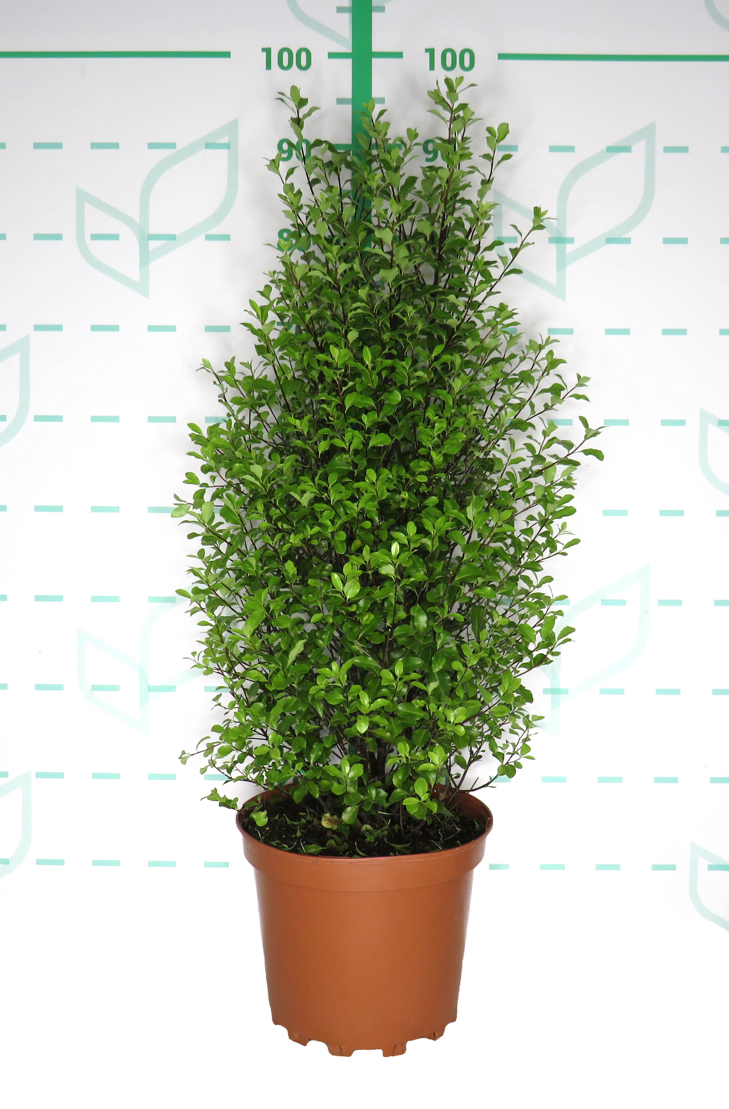 Pittosporum tenuifolium 7.5L 60/70