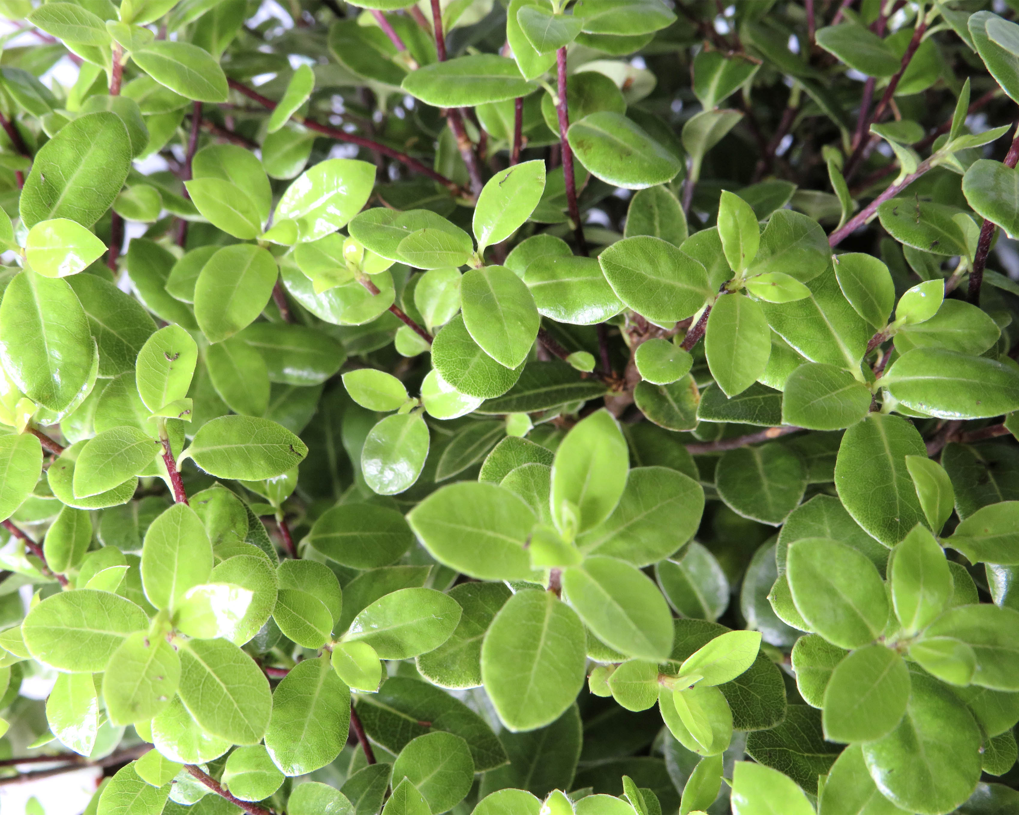 Pittosporum tenuifolium "Golf Ball" ® 4L 20/30