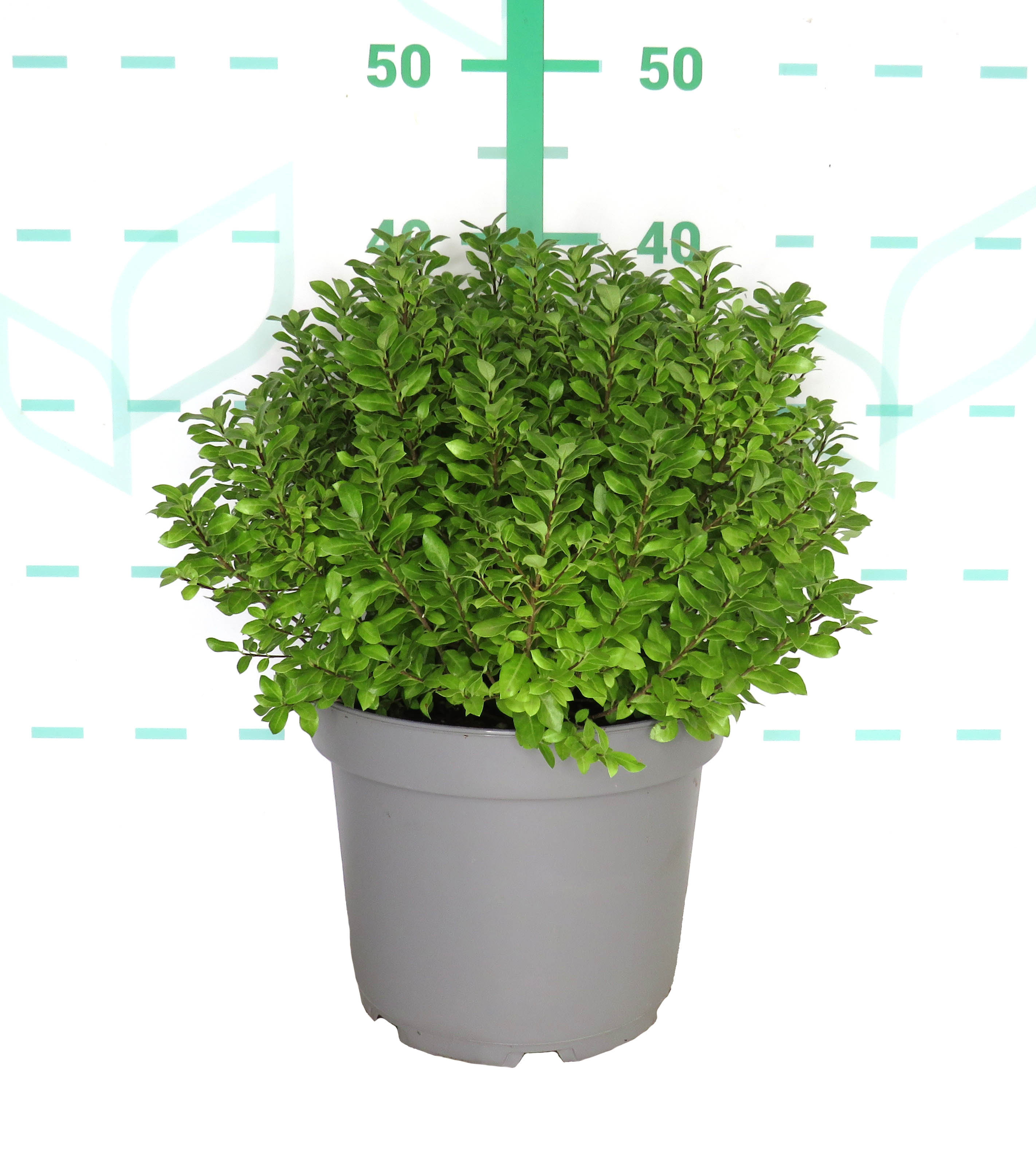 Pittosporum tenuifolium "Midget" 5L 20/25