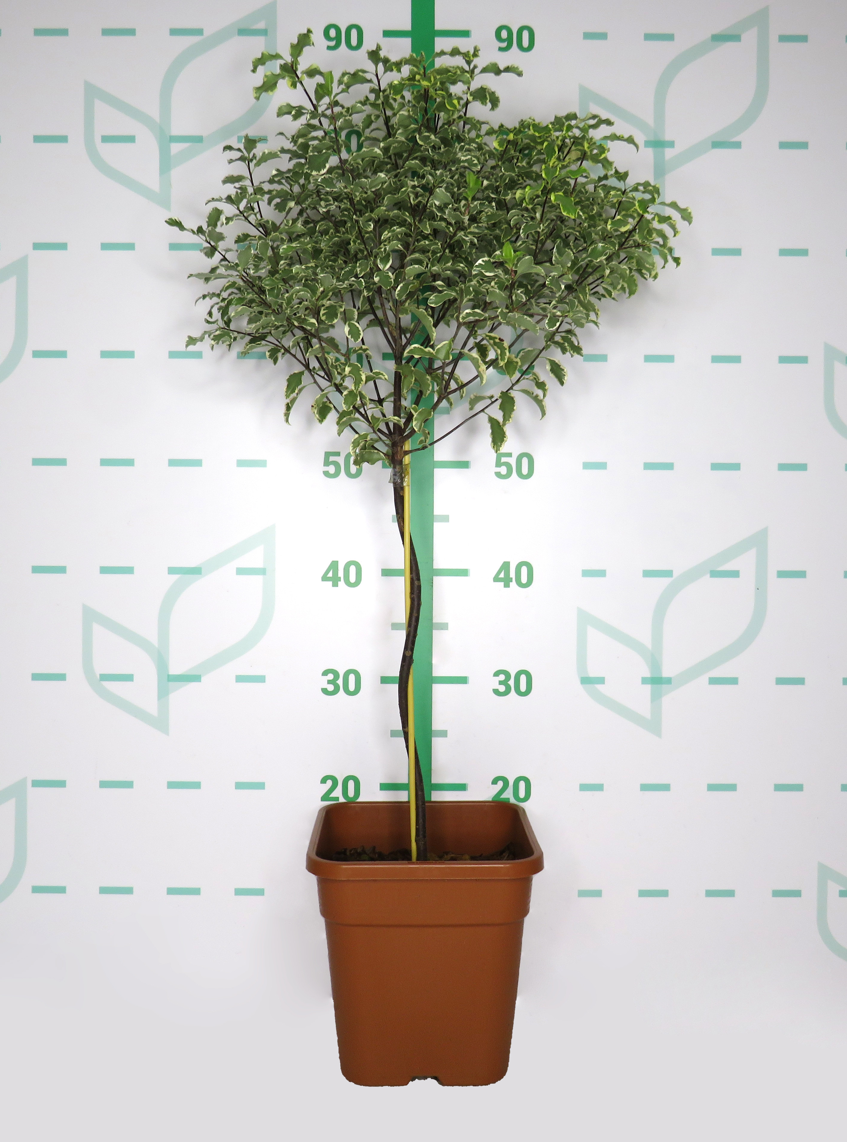 Pittosporum tenuifolium "Variegata" 5L Cuadrada Ht 40 60/70