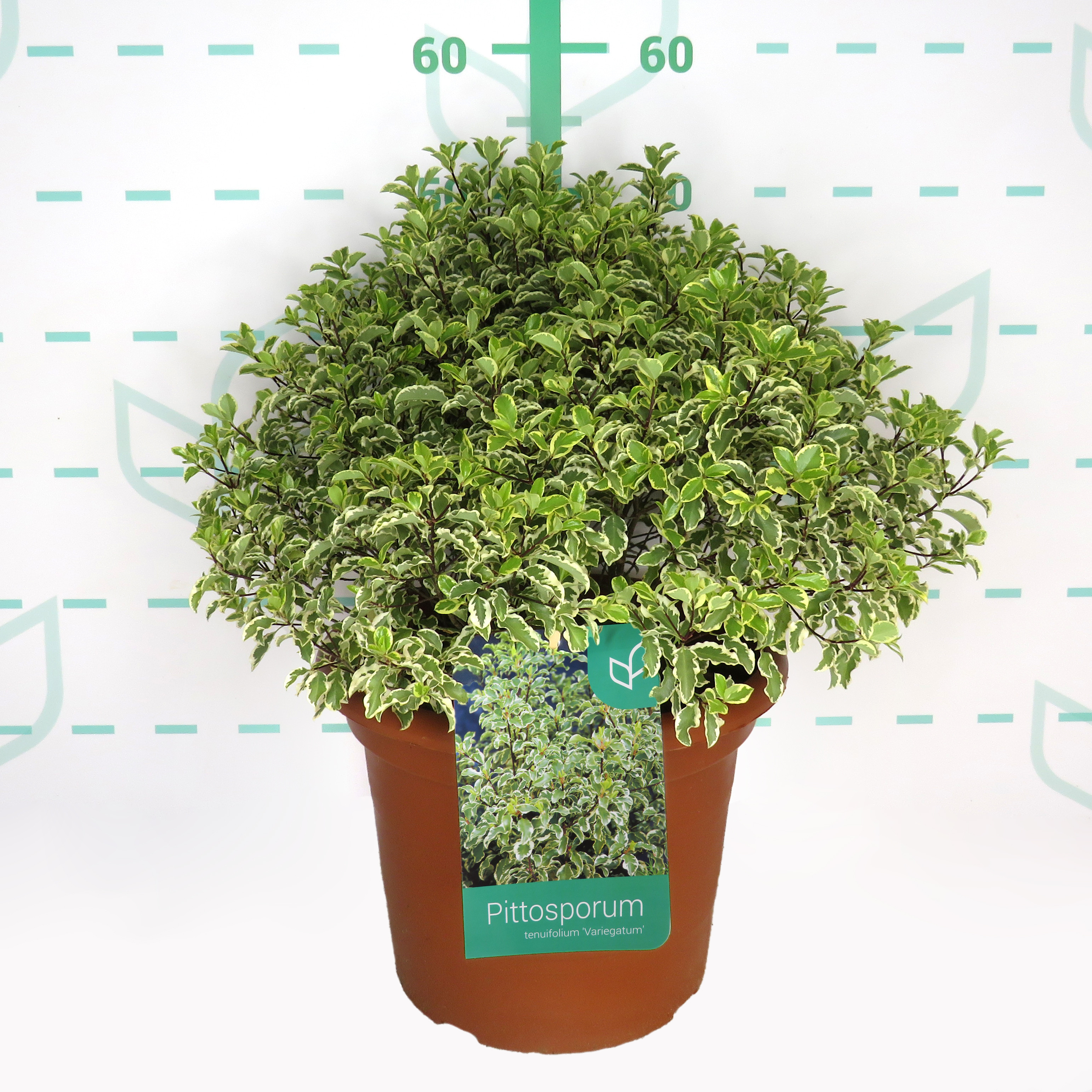 Pittosporum tenuifolium "Variegata" 10L Deco 20/30 DP 30/40