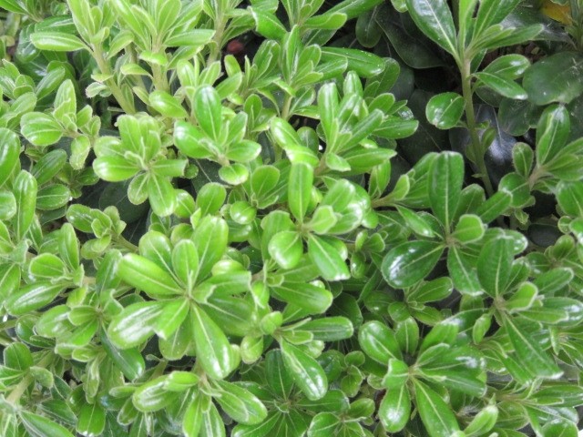 Pittosporum tobira "Nana" 3L 20/25