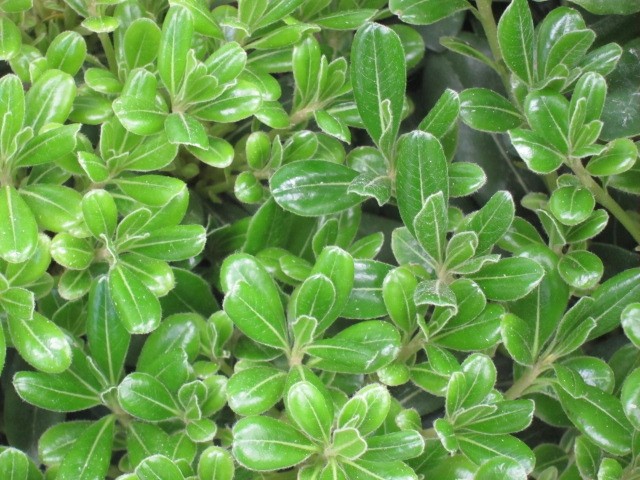 Pittosporum tobira "Nana" 10L 20/25