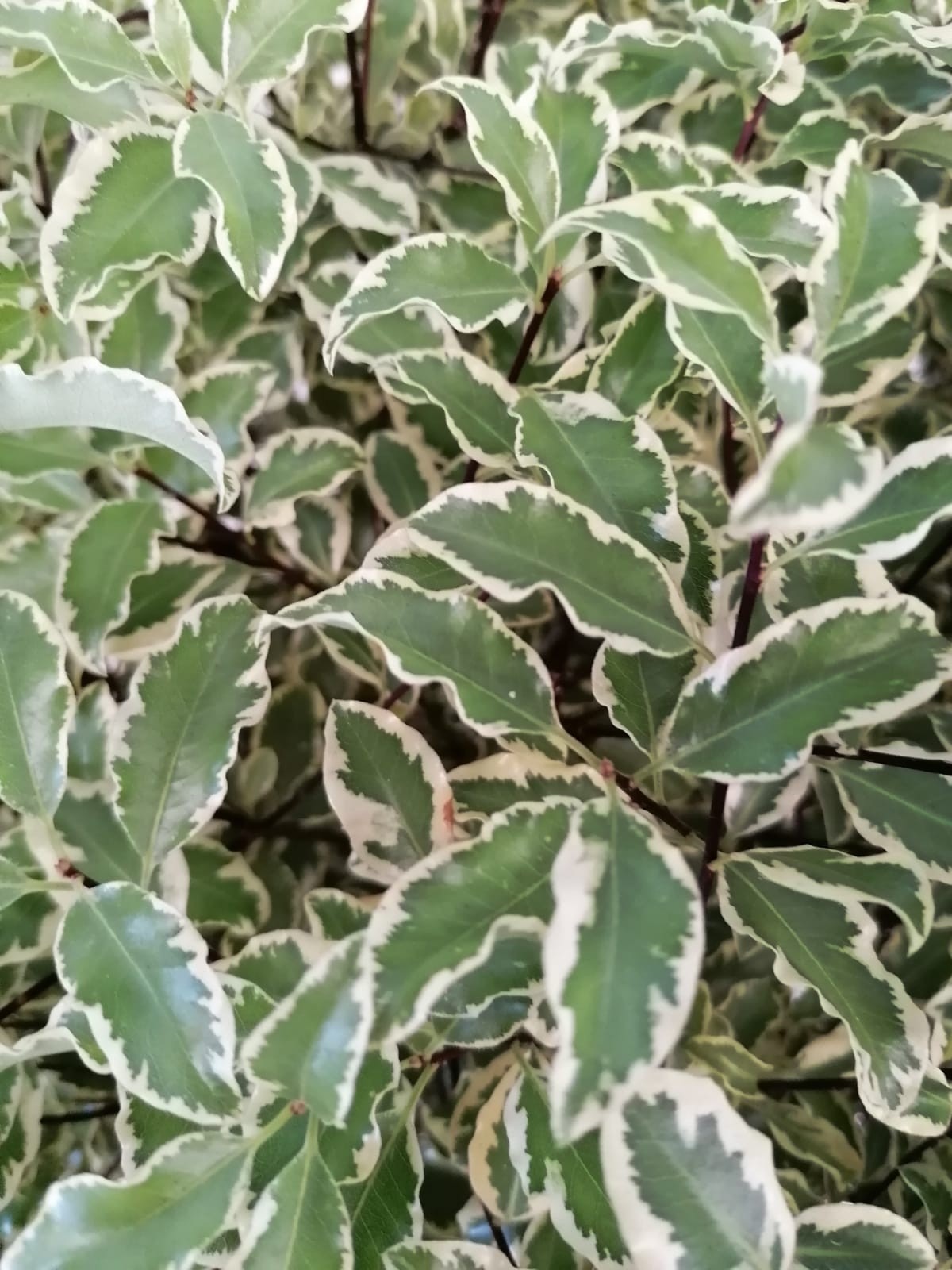 Pittosporum tenuifolium "Variegata" 10L Deco 20/30 DP 30/40