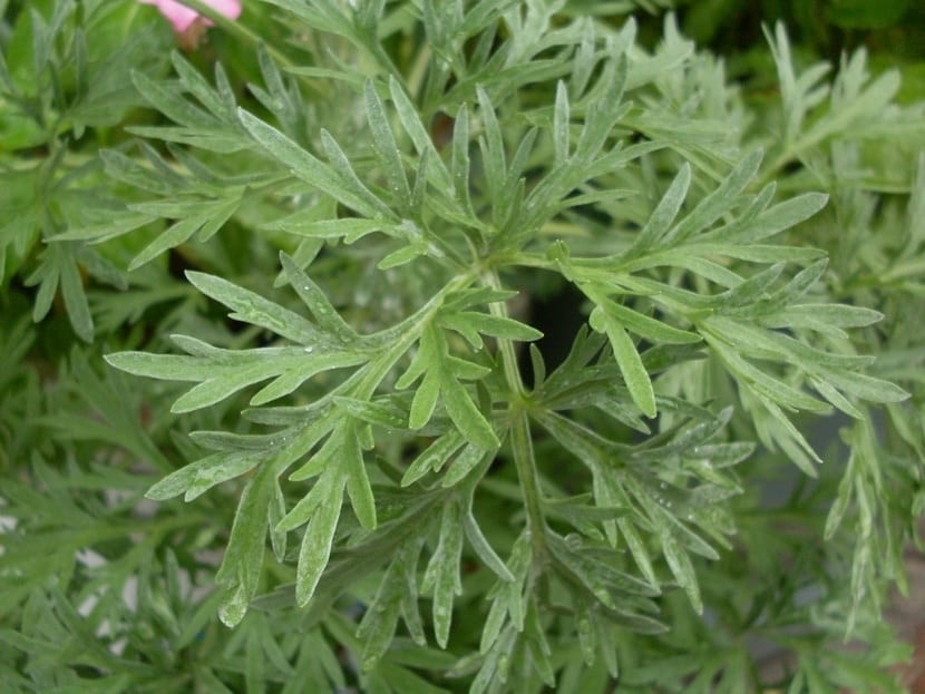 Artemisia absinthium M11