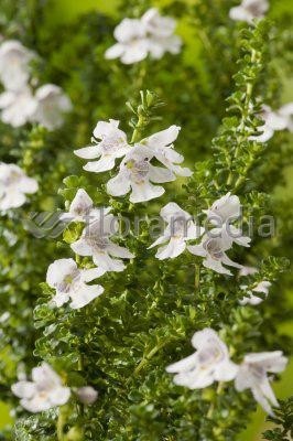 Prostanthera cuneata 10L 30/40