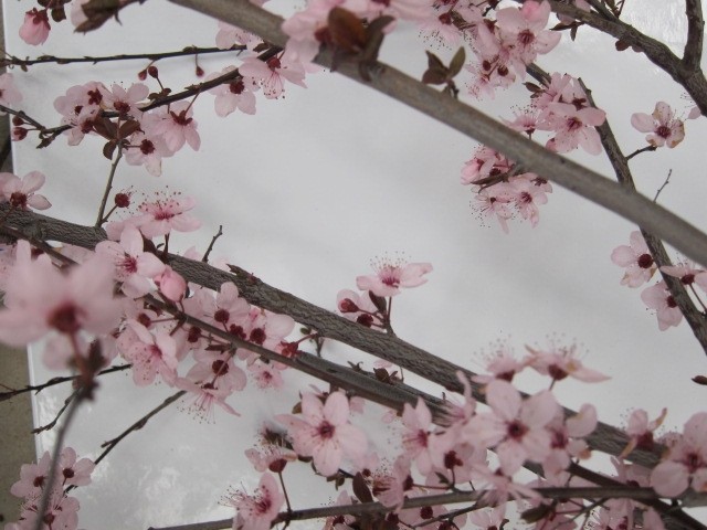 Prunus cerasifera "Nigra" 10L 180/200