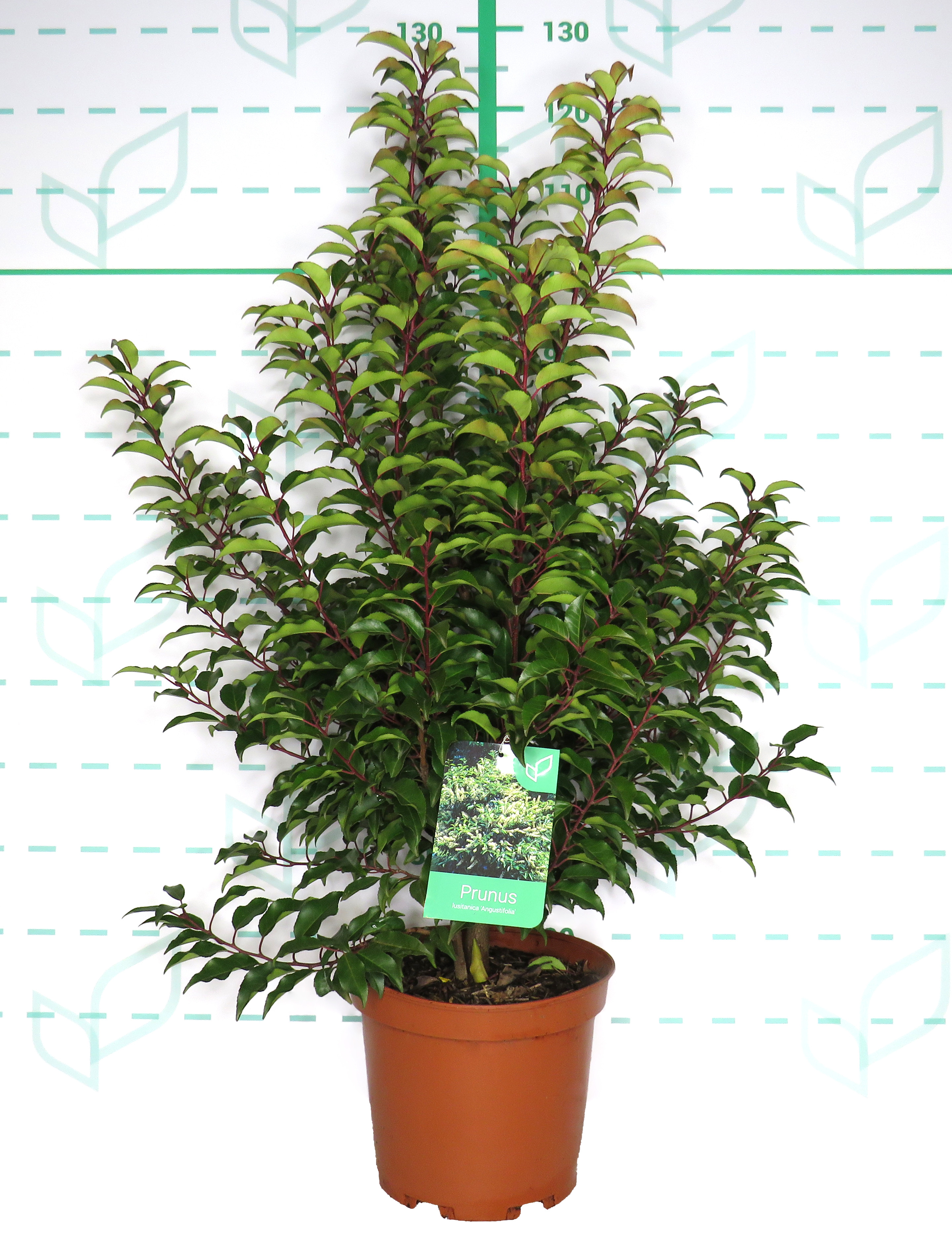Prunus lusitanica "Angustifolia" 10L Deco 90/110