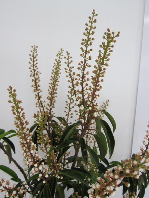Prunus lusitanica "Angustifolia" 20L Deco 120/140