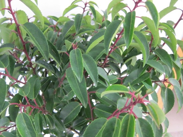 Prunus lusitanica "Angustifolia" 30L Deco 110/130