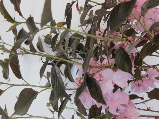 Prunus serrulata "Royal Burgundy" 10L Ht 175