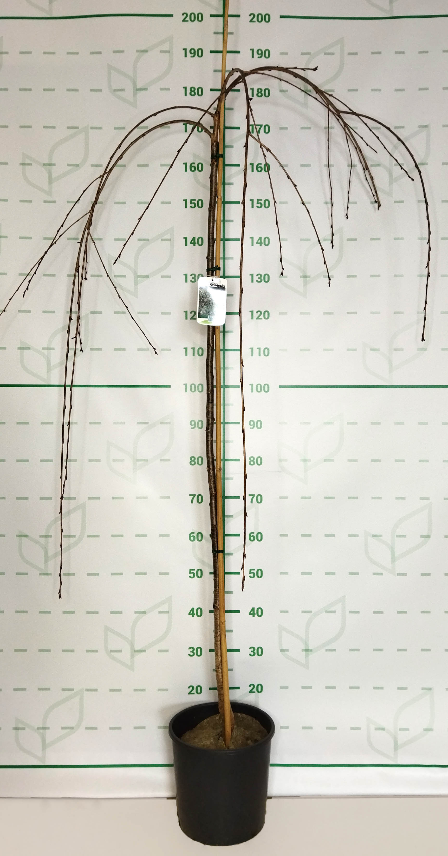 Prunus yedoensis Pendula 10L Ht 170