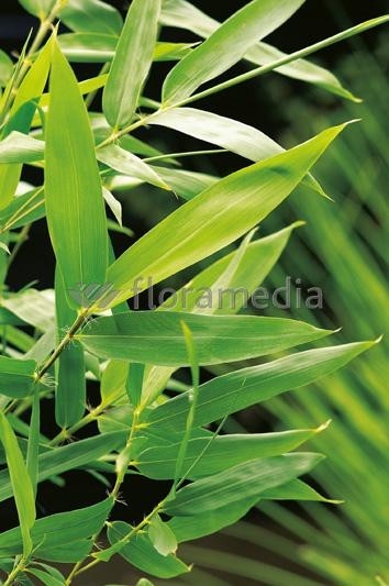 Pseudosasa japonica 5L 6-8 150/170
