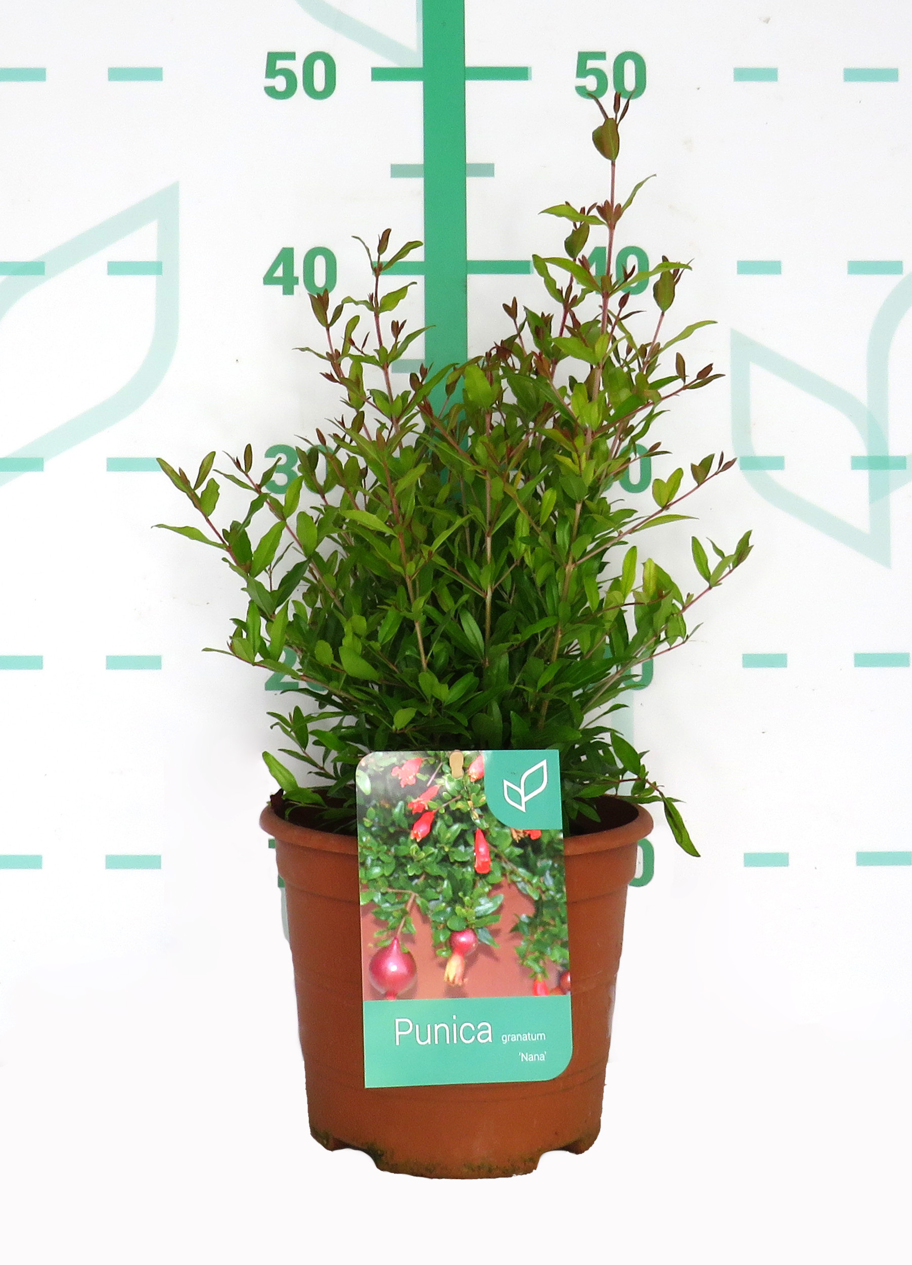 Punica granatum "Nana" 2.5L 15/20