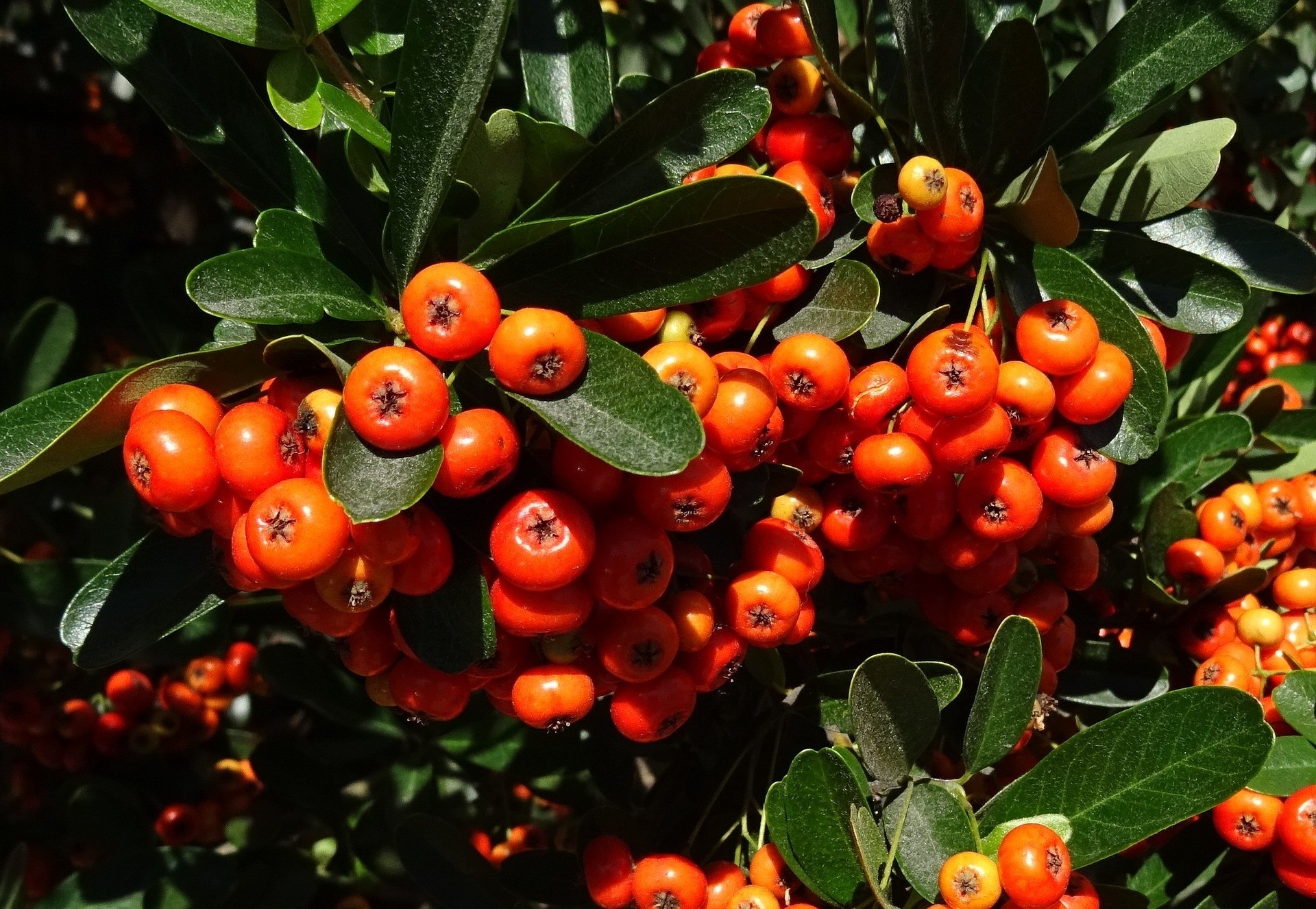 Pyracantha coccinea "Red Colum" 3L 25/30