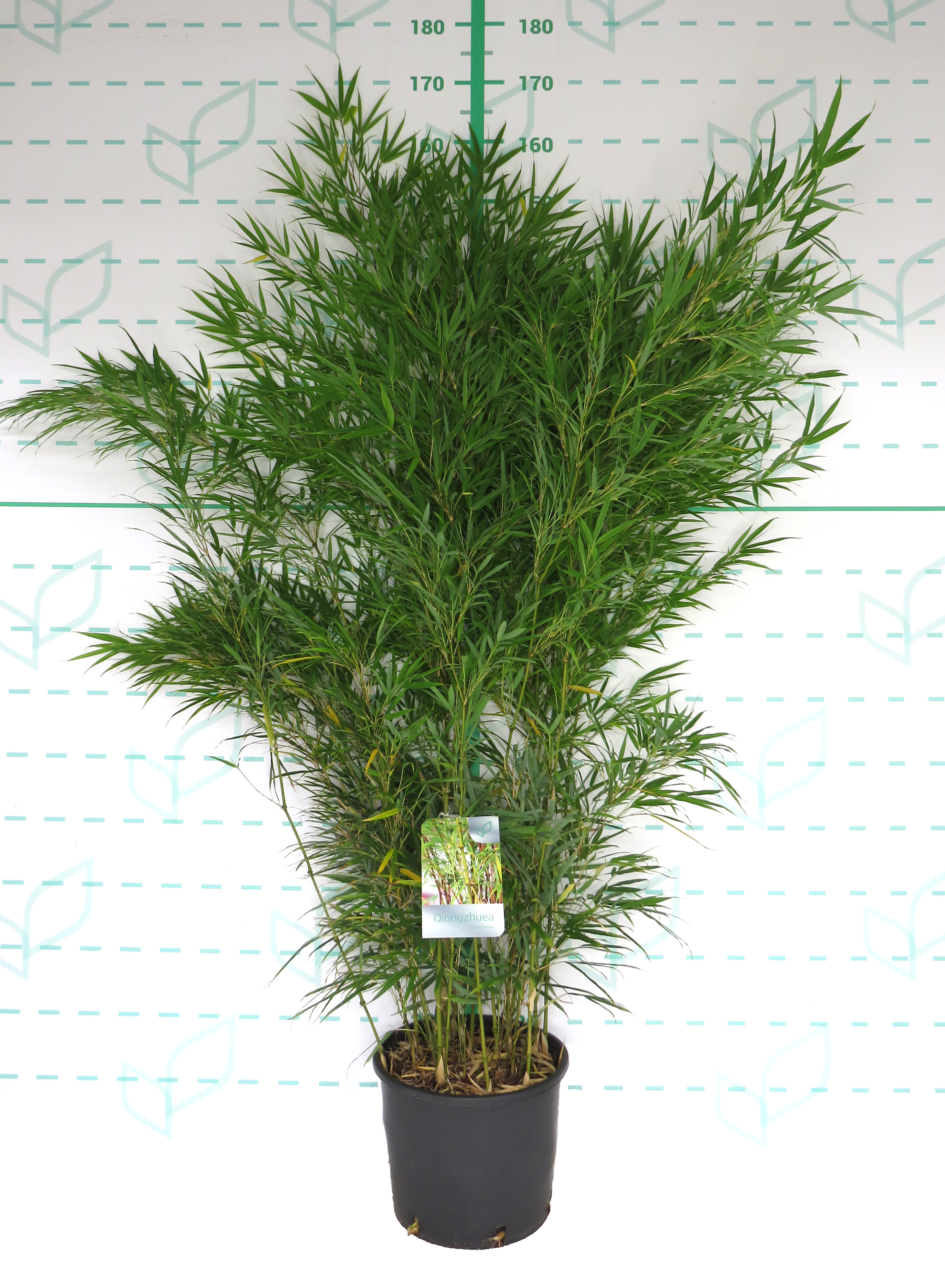 Qiongzhuea tumidissinoda 10L 5-8 130/150