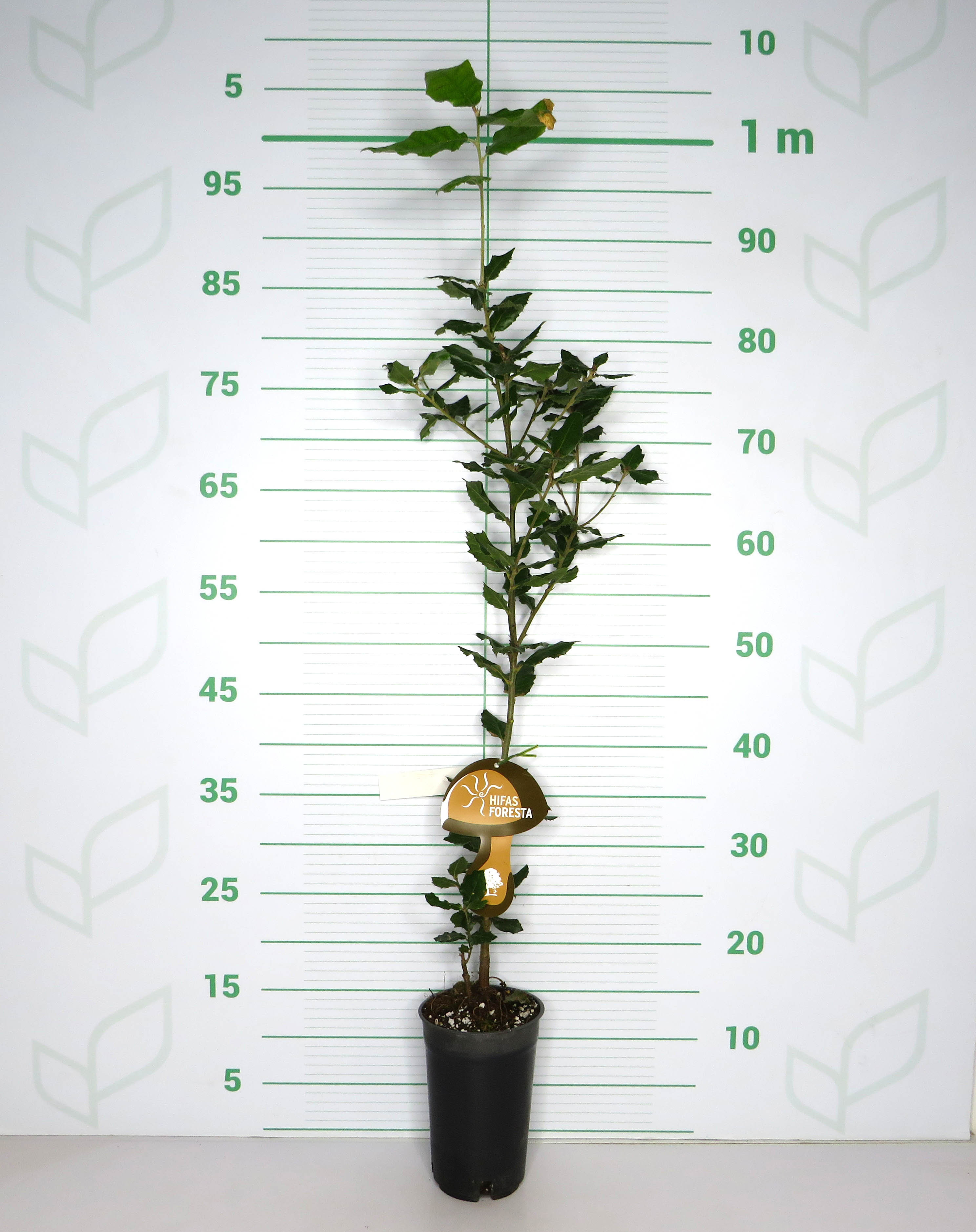 Quercus ilex 1.5L 60/80 Boletus edulis