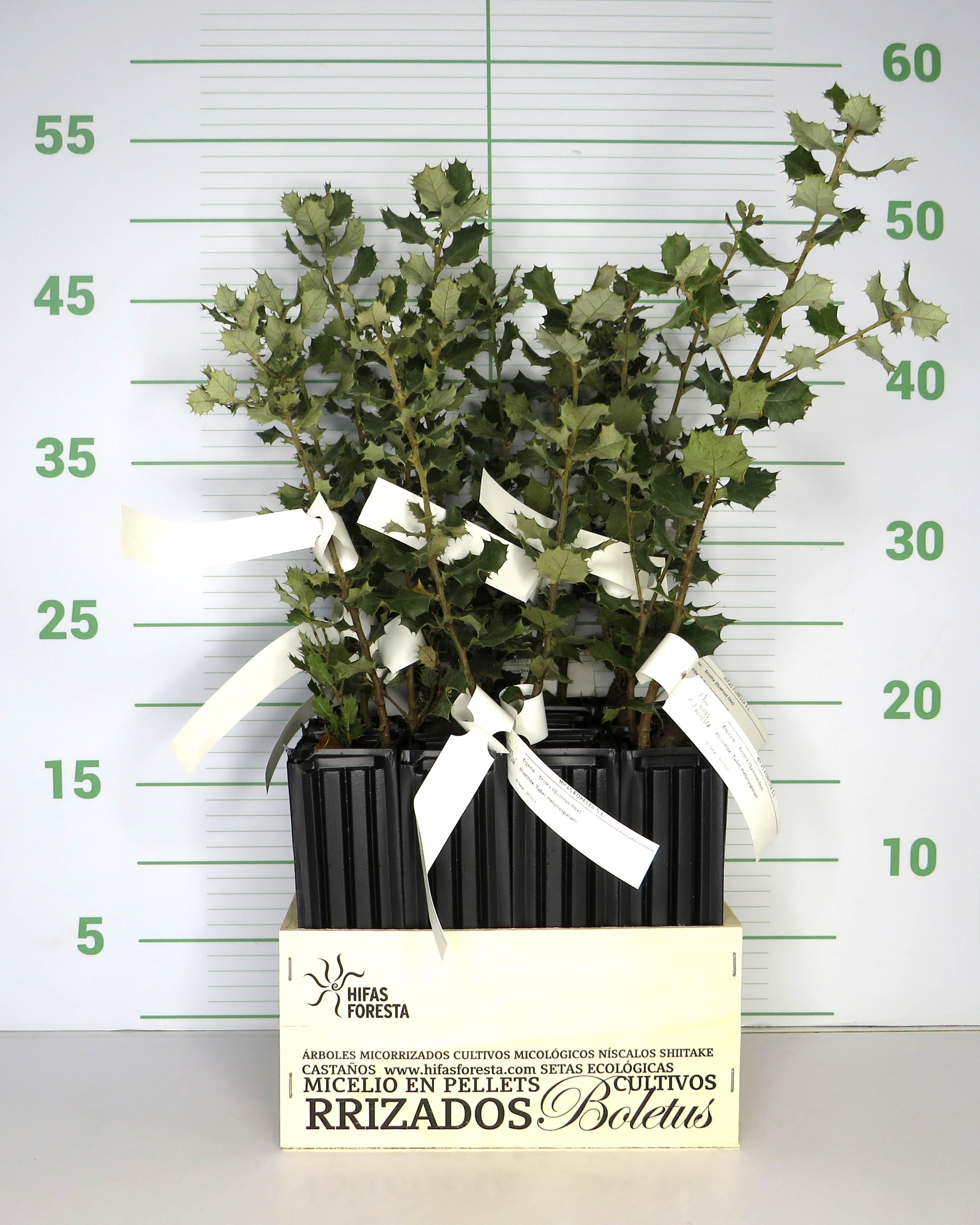 Quercus ilex Alveolo 30/35 Tuber melanosporum (Cajas 12 uds)