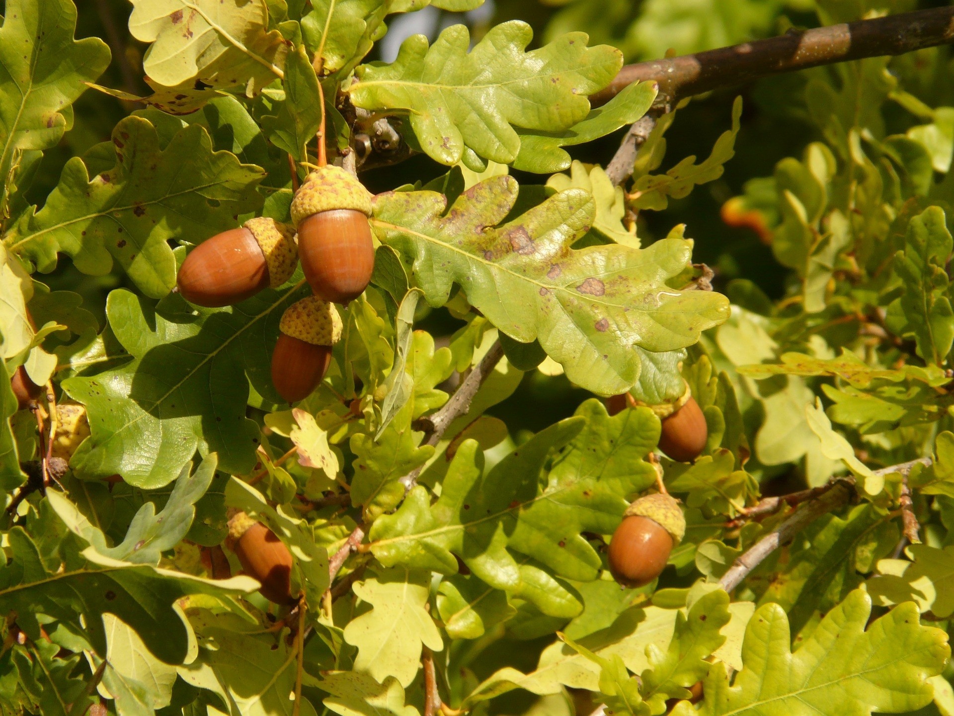 Quercus robur 7L Cuadrada 150/175 Boletus edulis