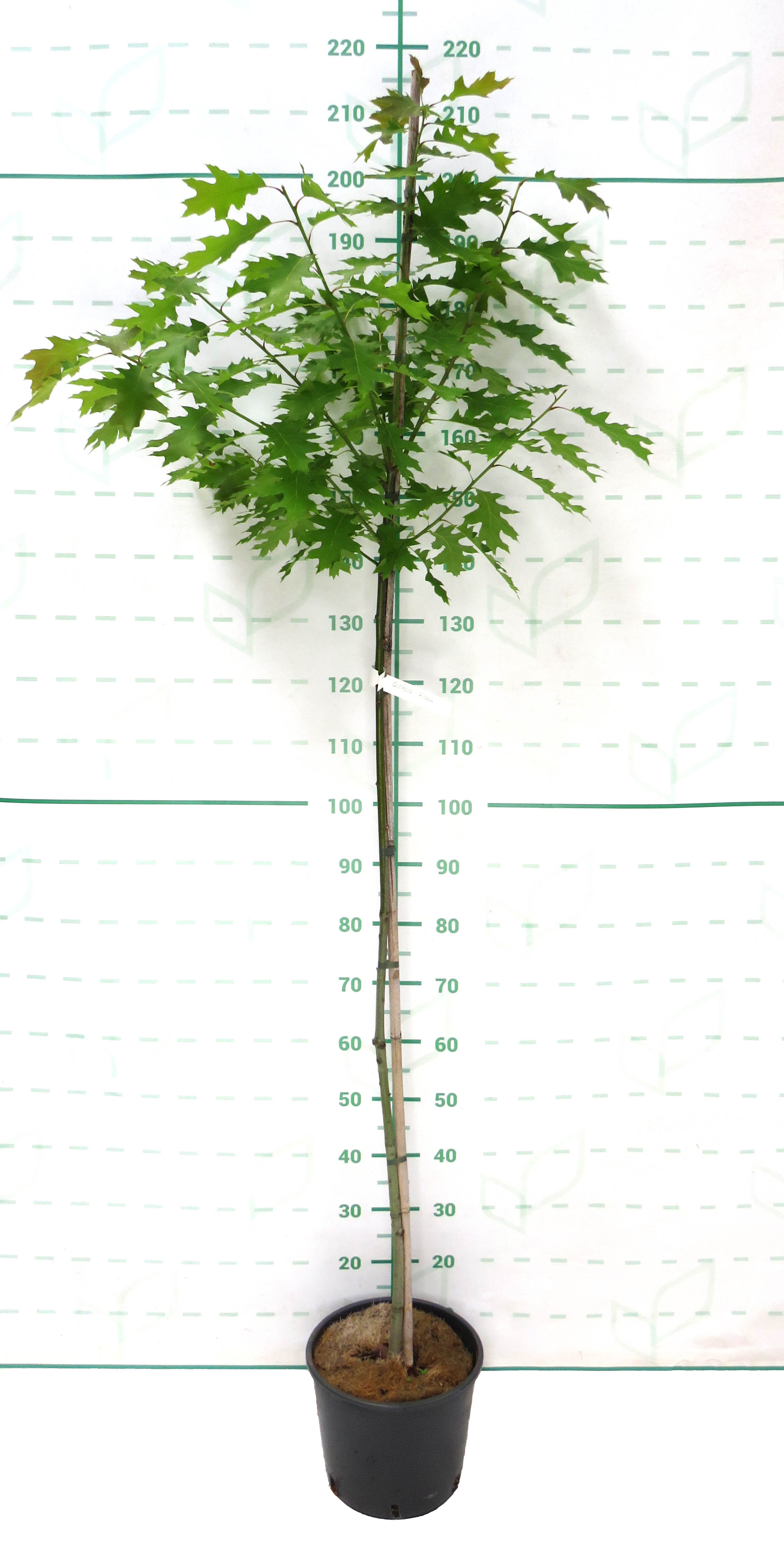Quercus rubra 10L 160/190