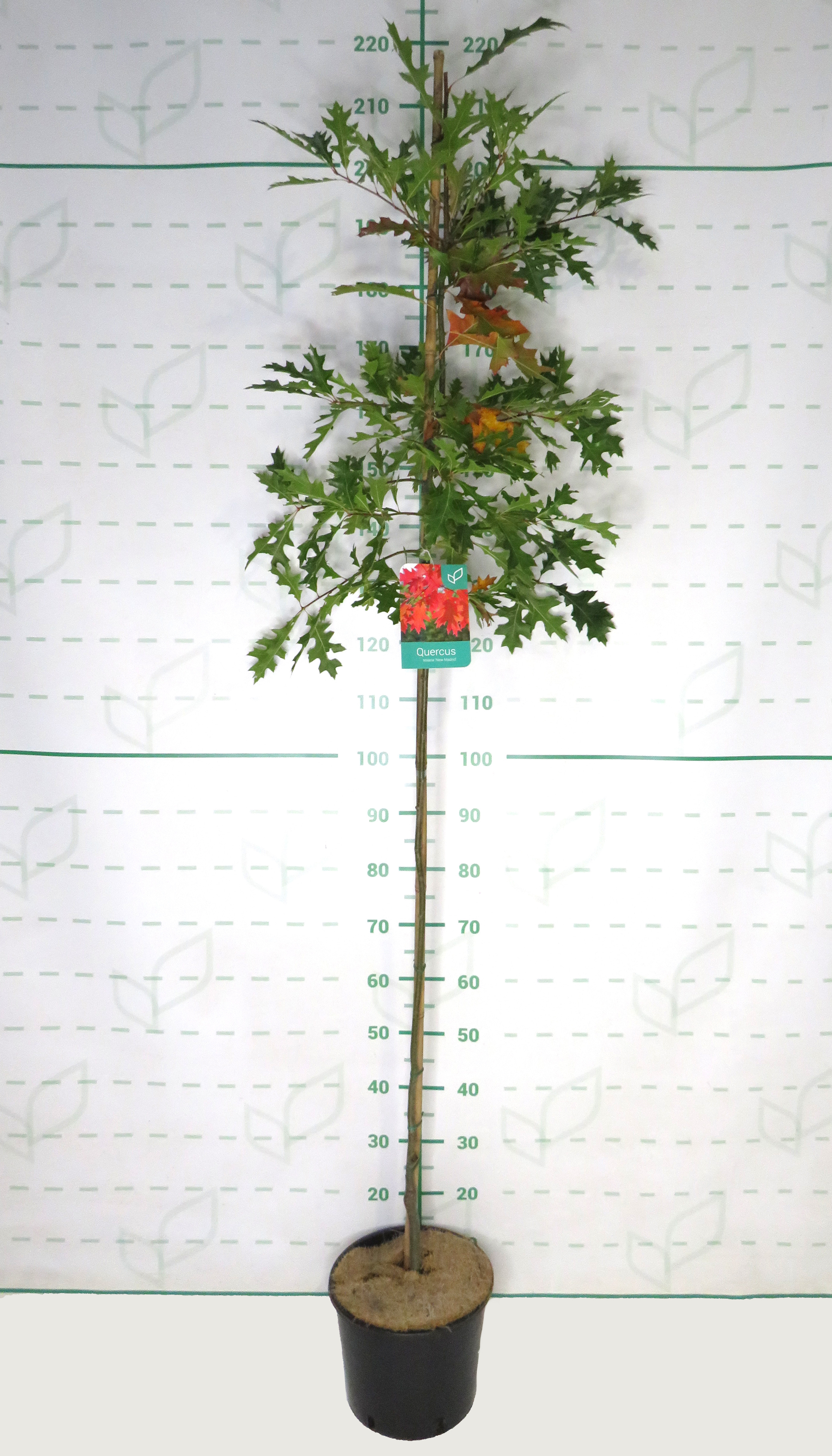 Quercus texana "New Madrid" 10L 190/200