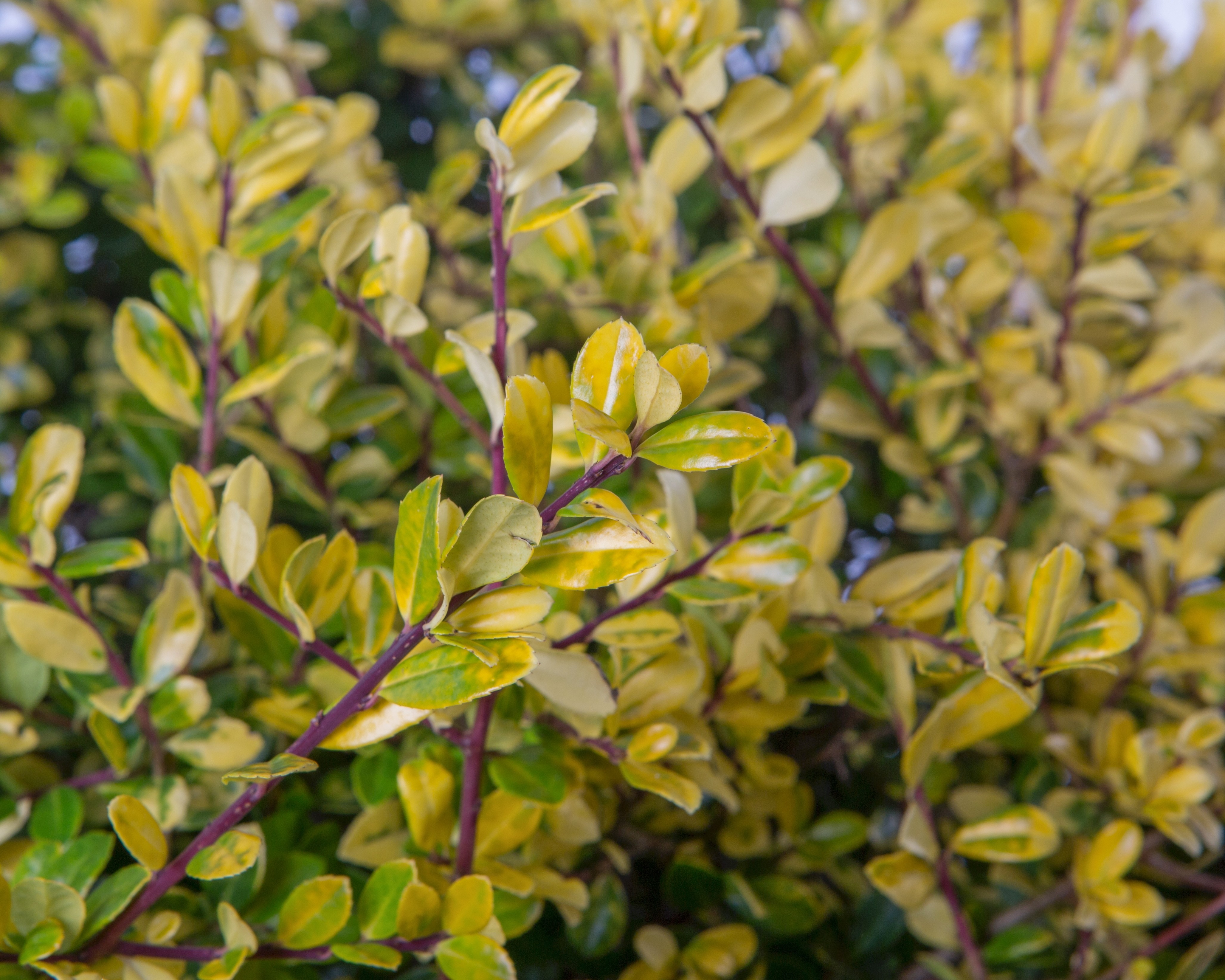 Ilex aquifolium "Argentea Marginata" 30L Ht 70 120/130