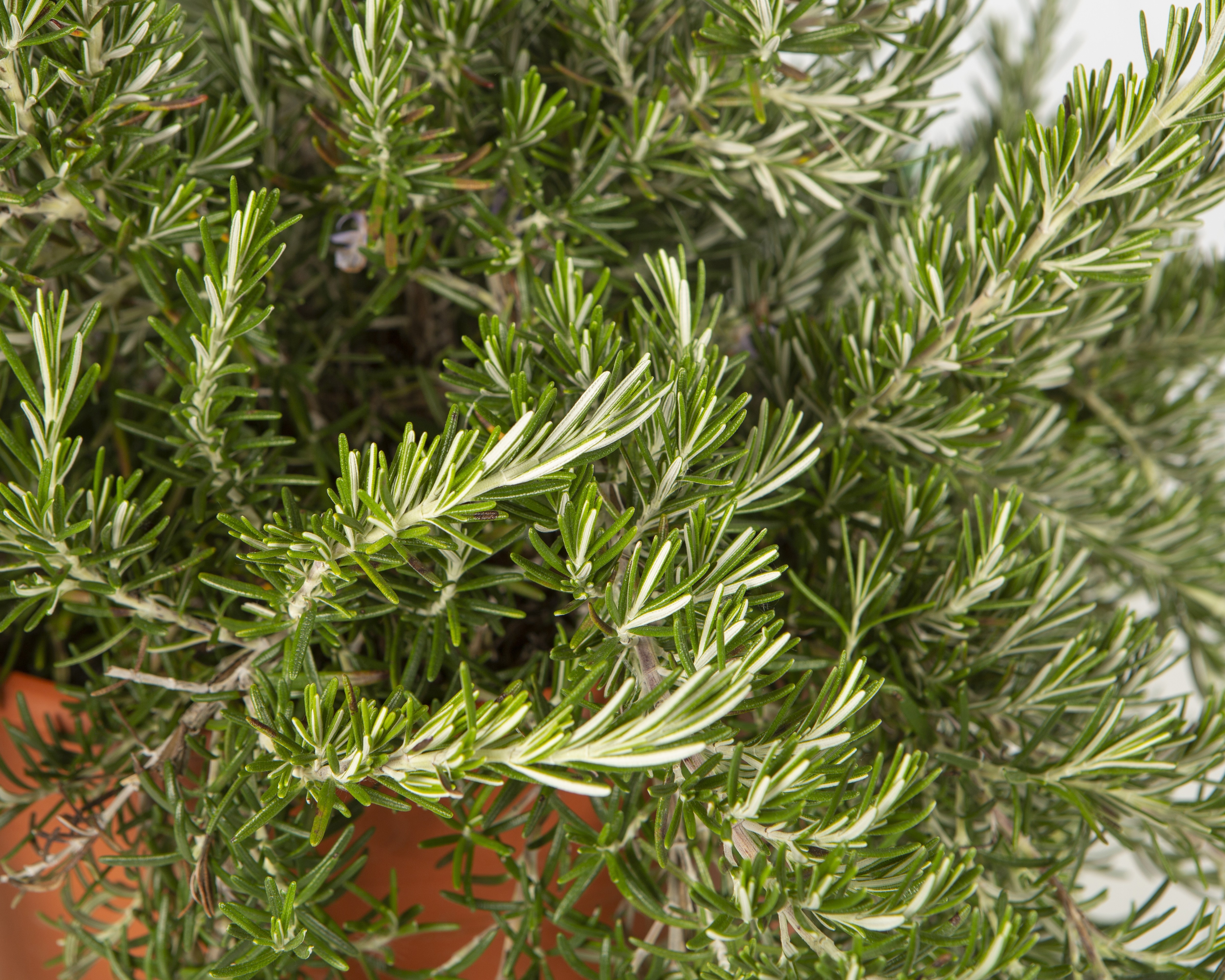 Rosmarinus officinalis "Prostratus" M11