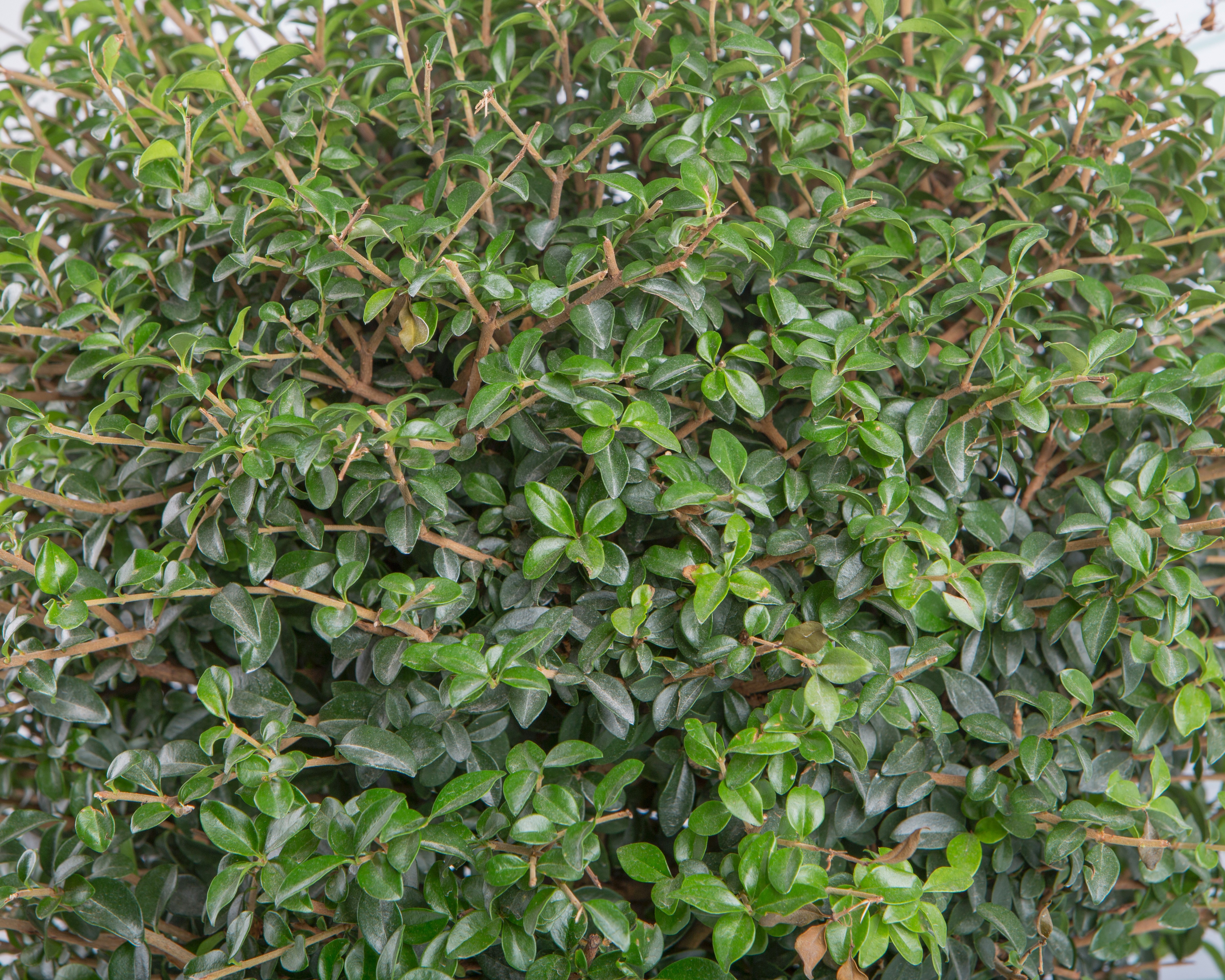 Ligustrum jonandrum 90L Espiral 200