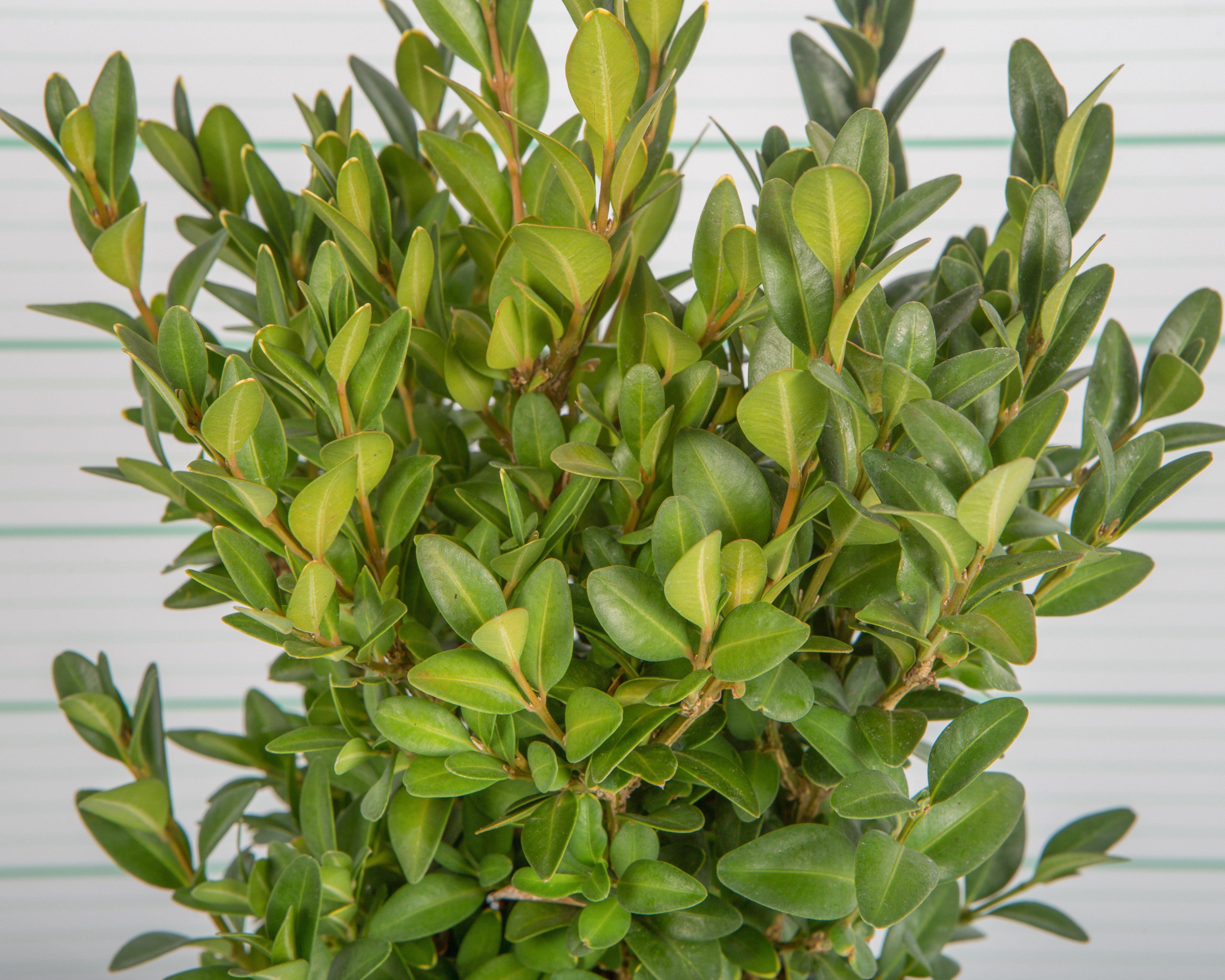 Buxus microphylla "Faulkner" 2L 15/20