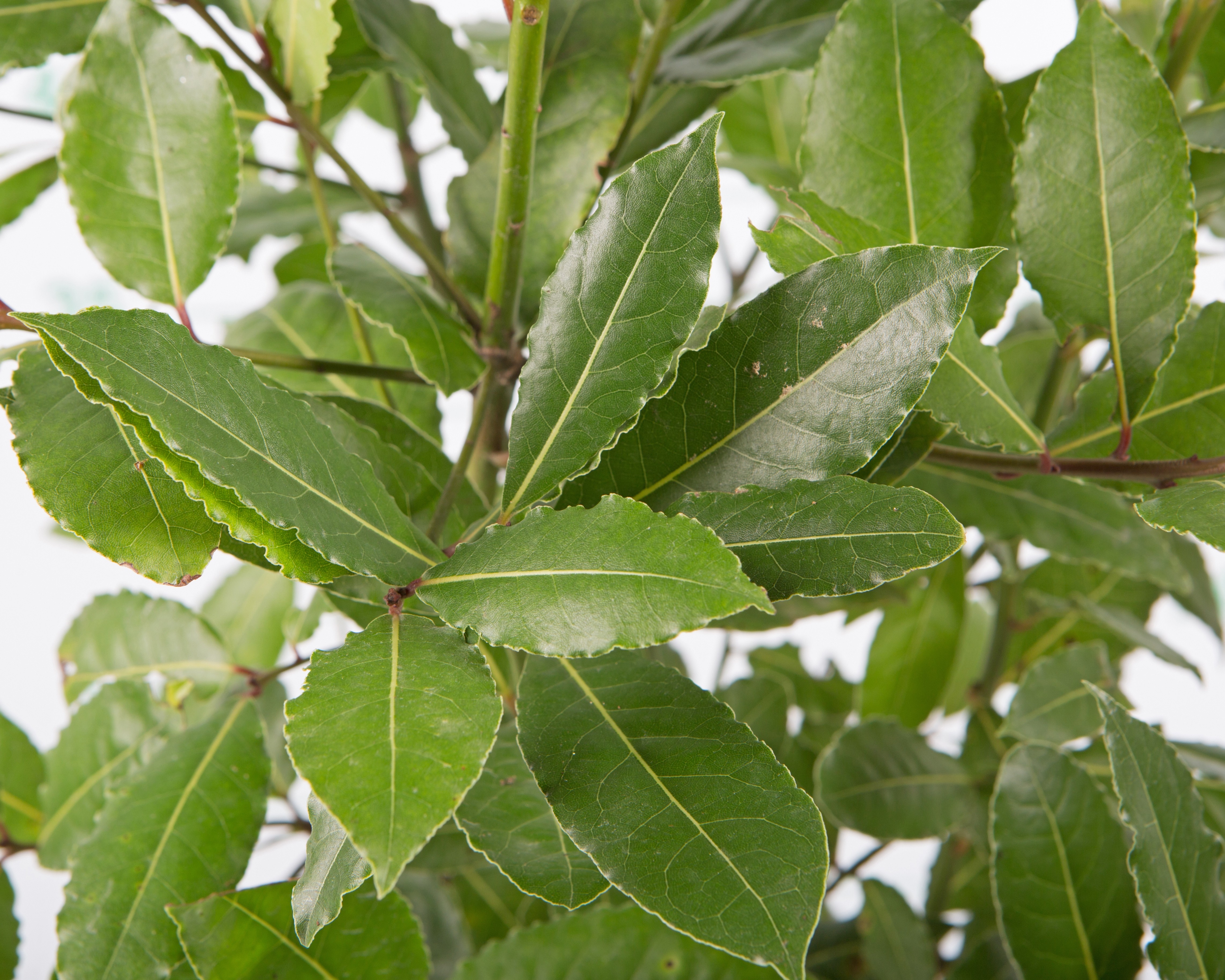 Laurus nobilis 10L 100/125
