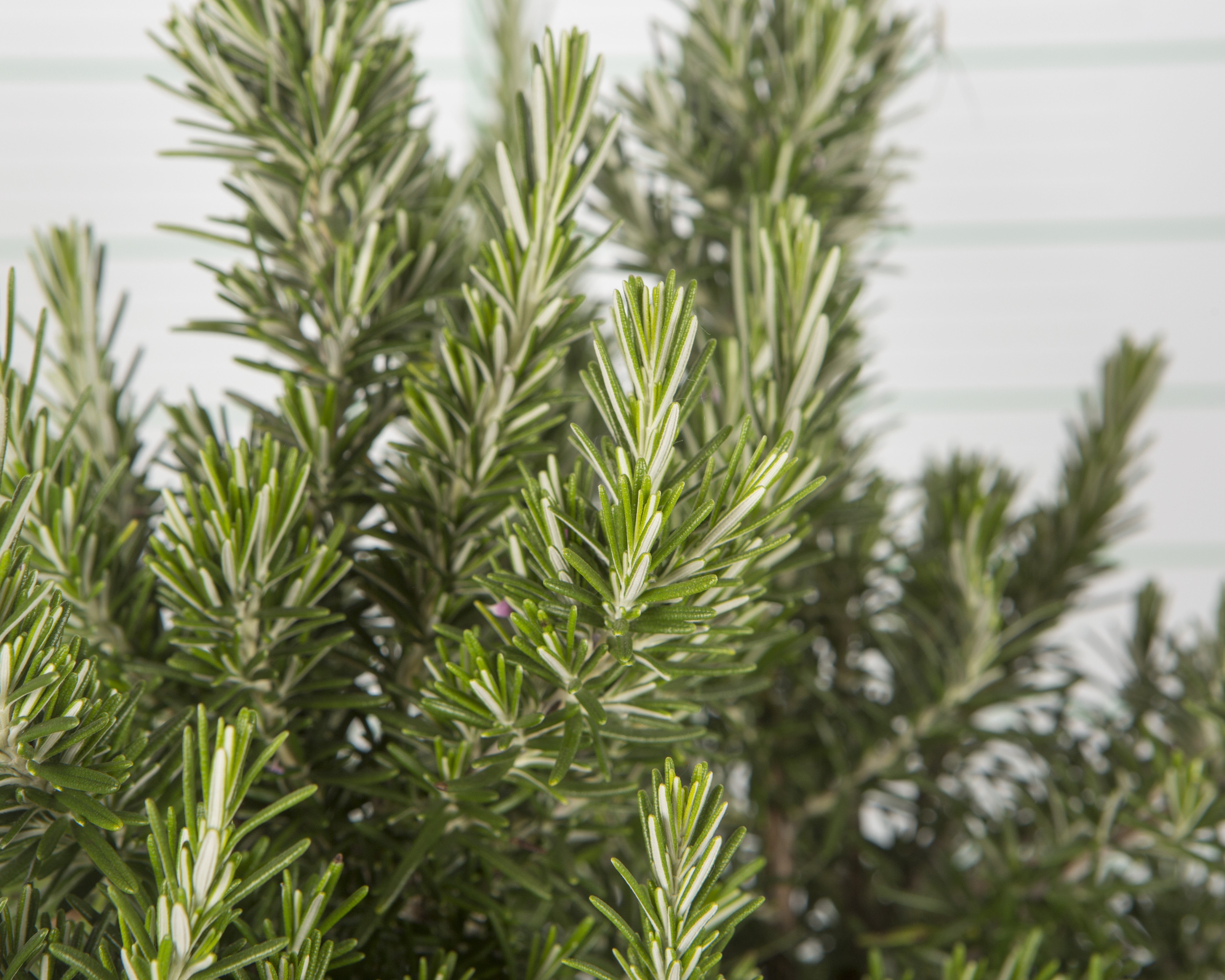 Rosmarinus officinalis M11