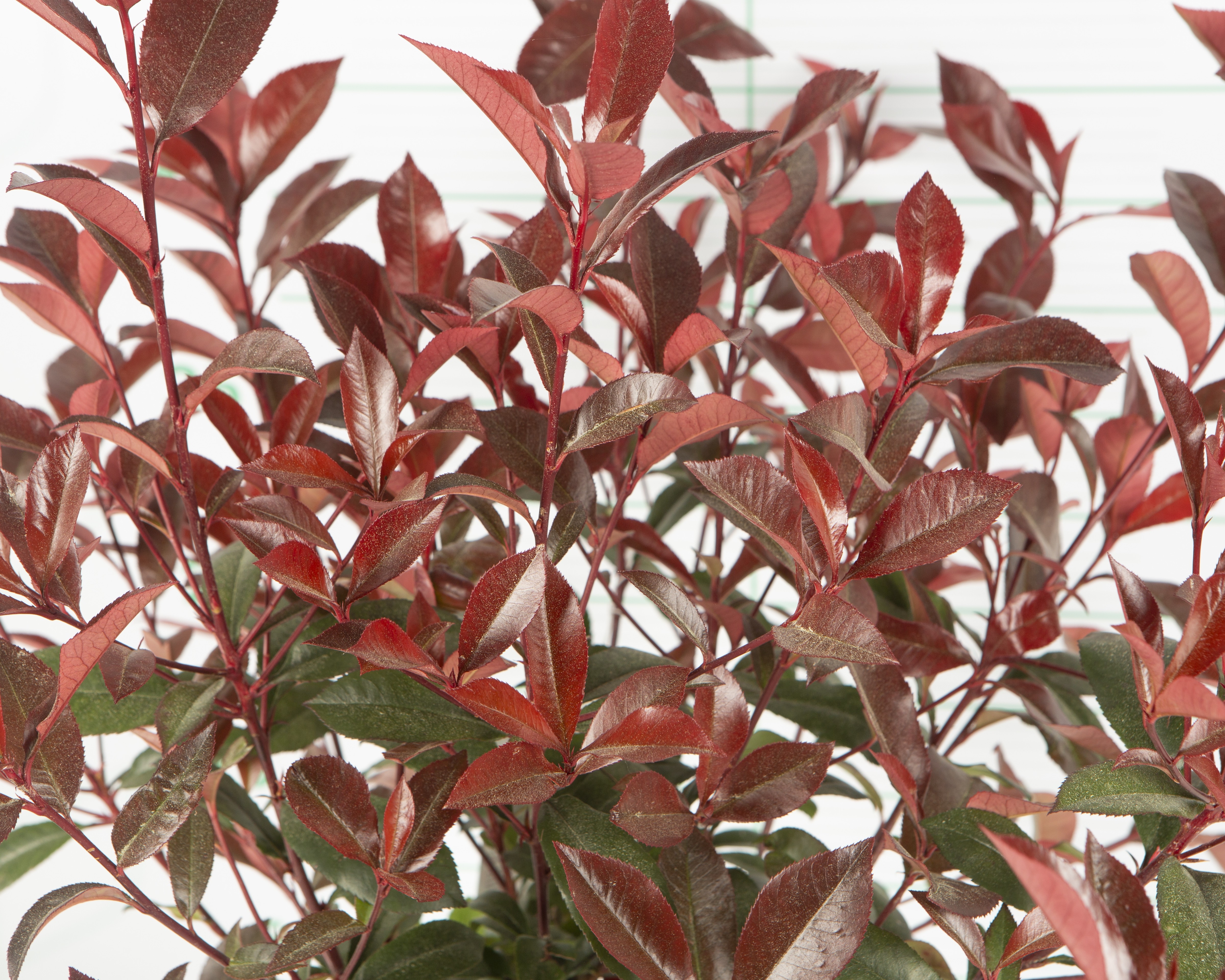 Photinia x fraseri "Red Robin" 7.5L 50/70