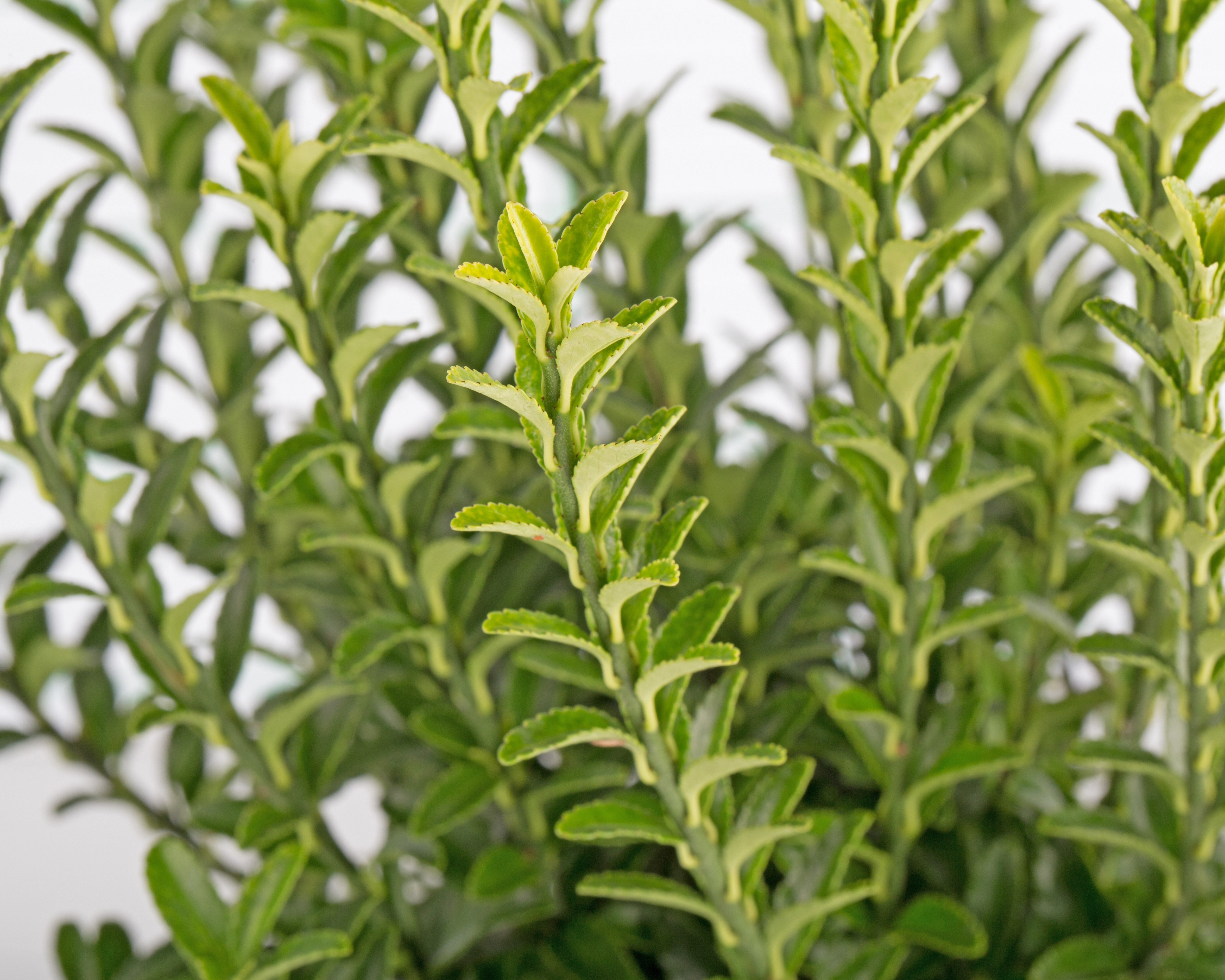 Euonymus mycrophyllus "Green Spire" 3L 30/35