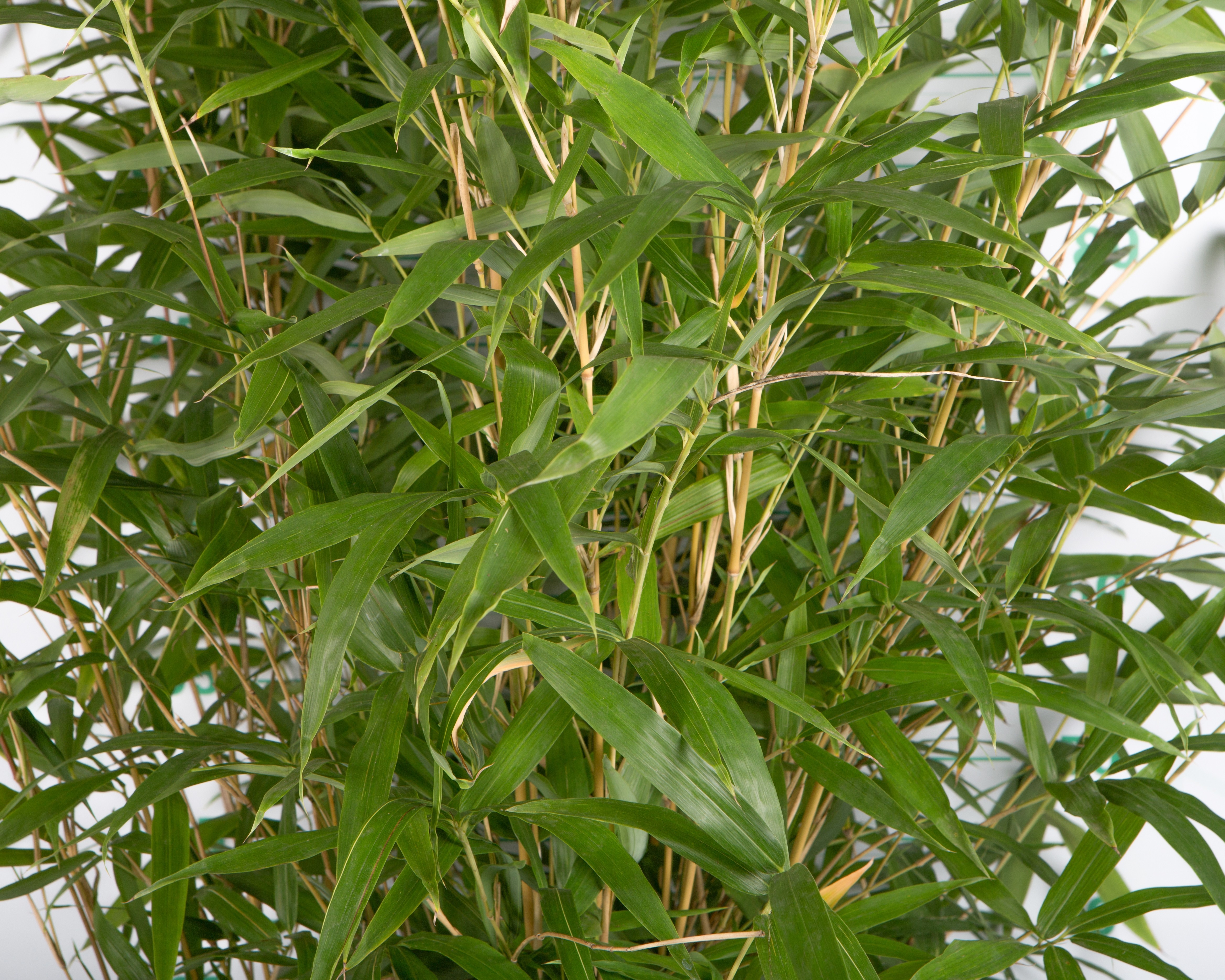 Semiarundinaria  fastuosa 10L 3-4 80/100