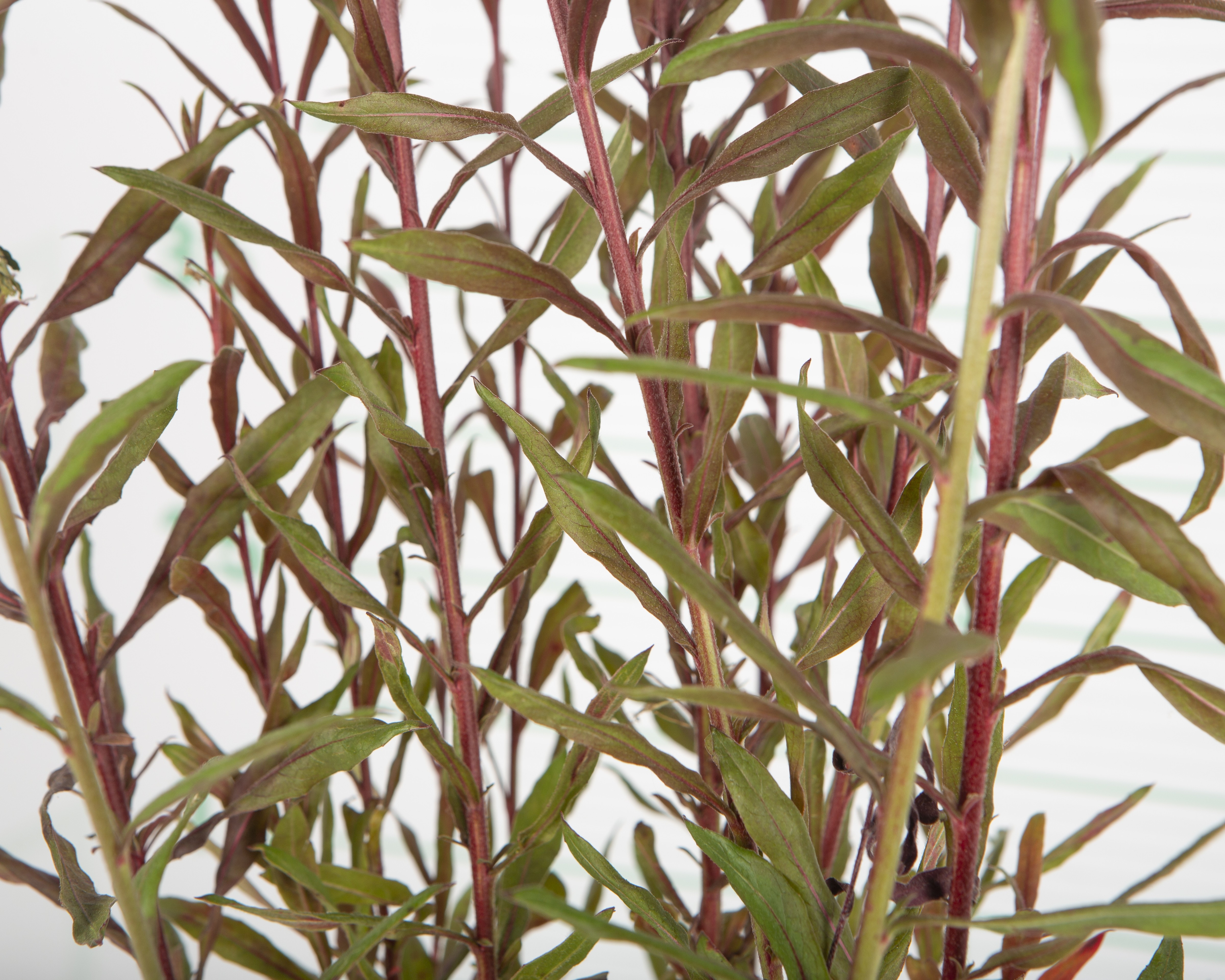 Gaura sp. 2L R/C lindheimeri "Graceful White"; "Monarch White"