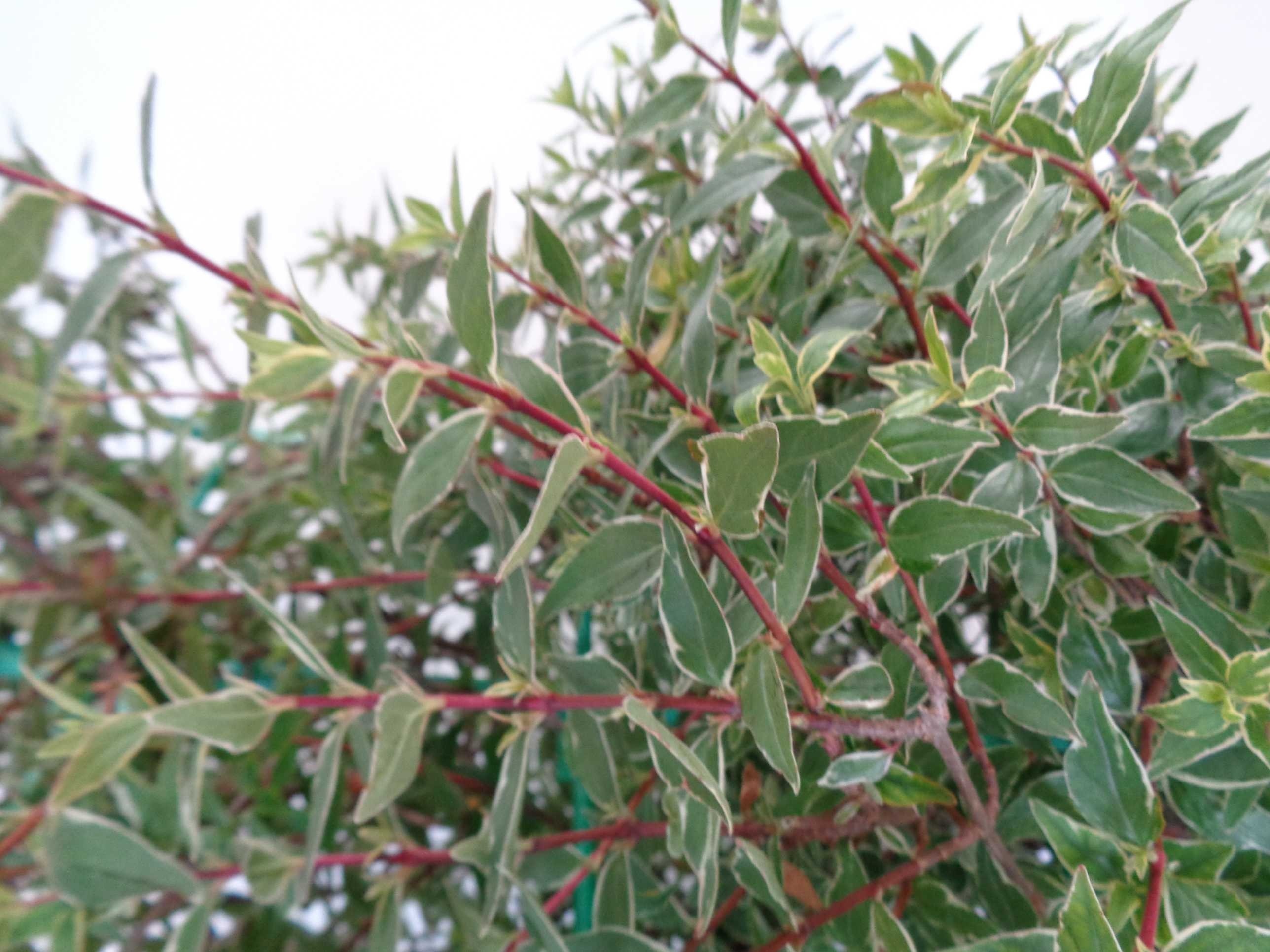 Abelia x grandiflora "Lucky Lots"® 4L 15/20