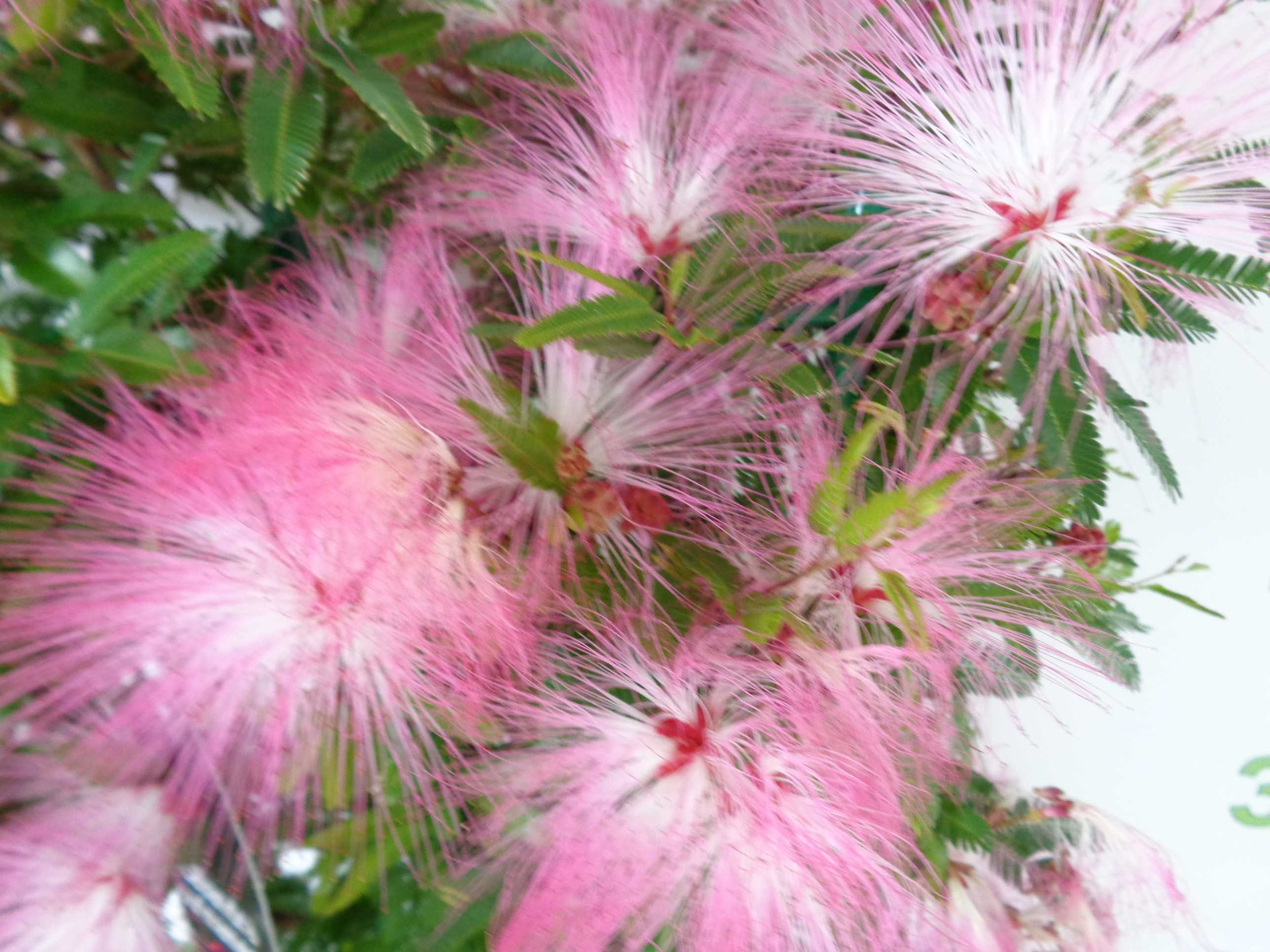 Calliandra surinamensis "Dixie Pink" 5L Deco Ht 40 50/60