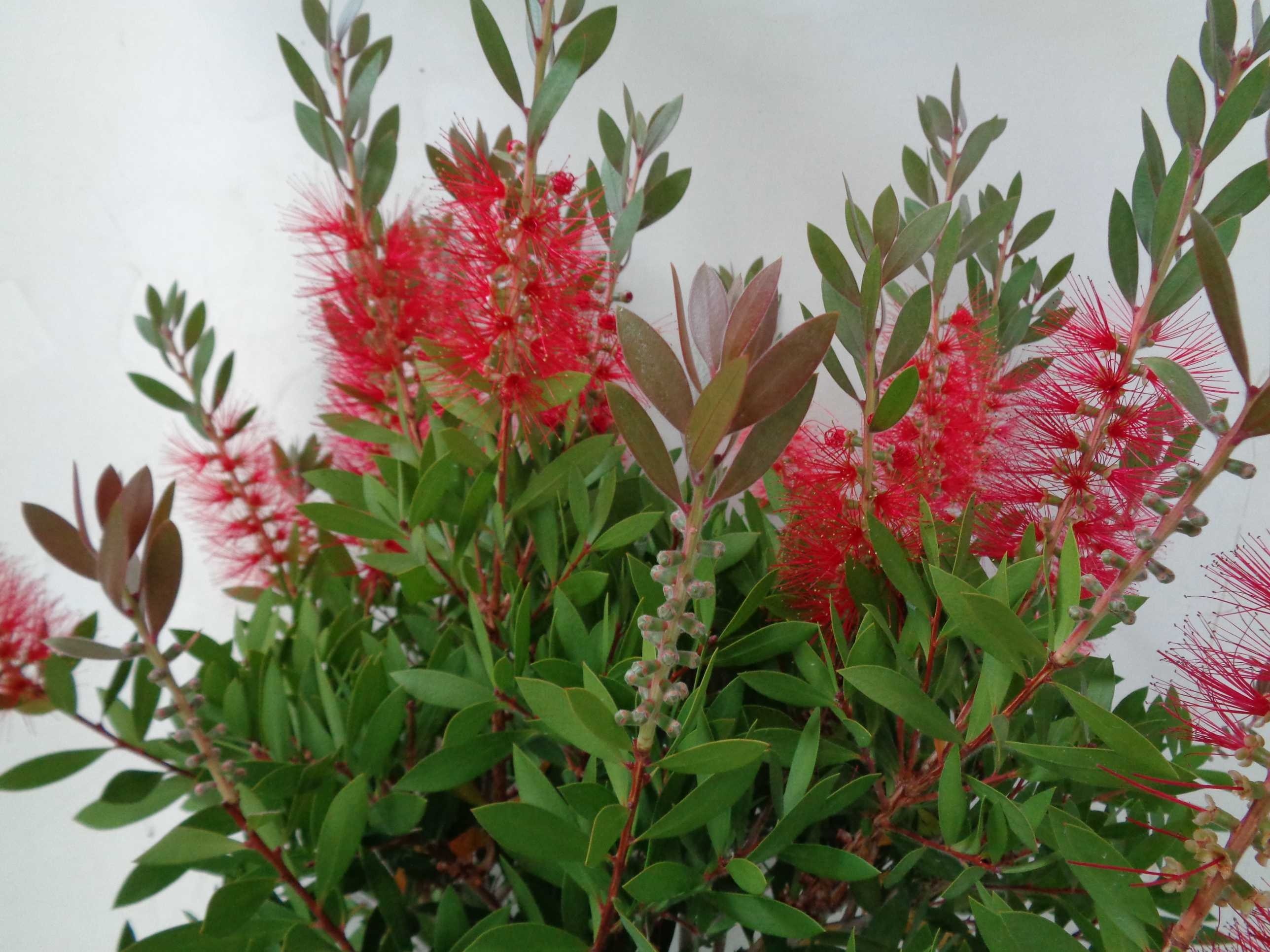 Callistemon "Laevis" 10L Deco Ht 80 90/100
