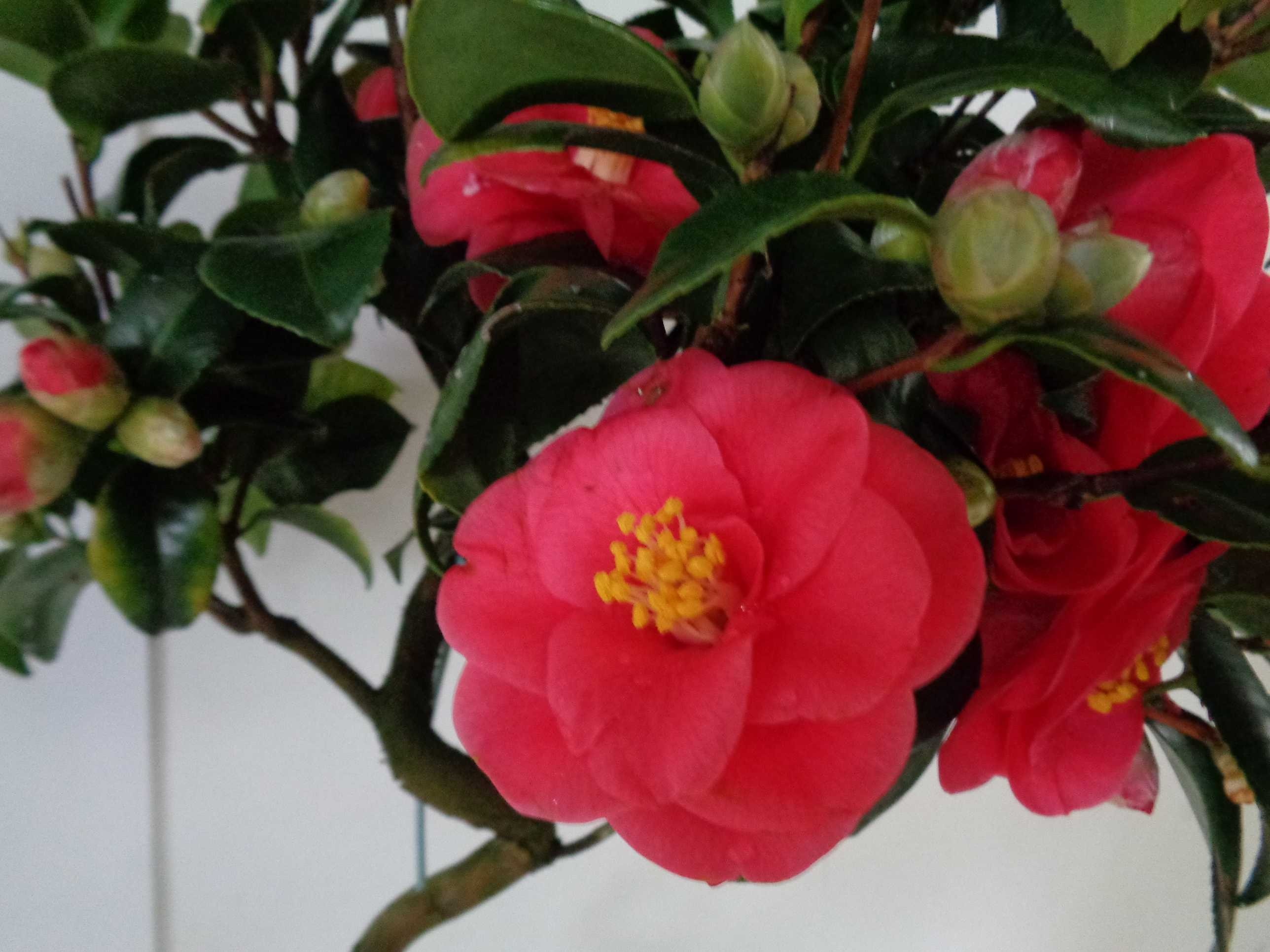 Camellia japonica 5L Deco Espiral