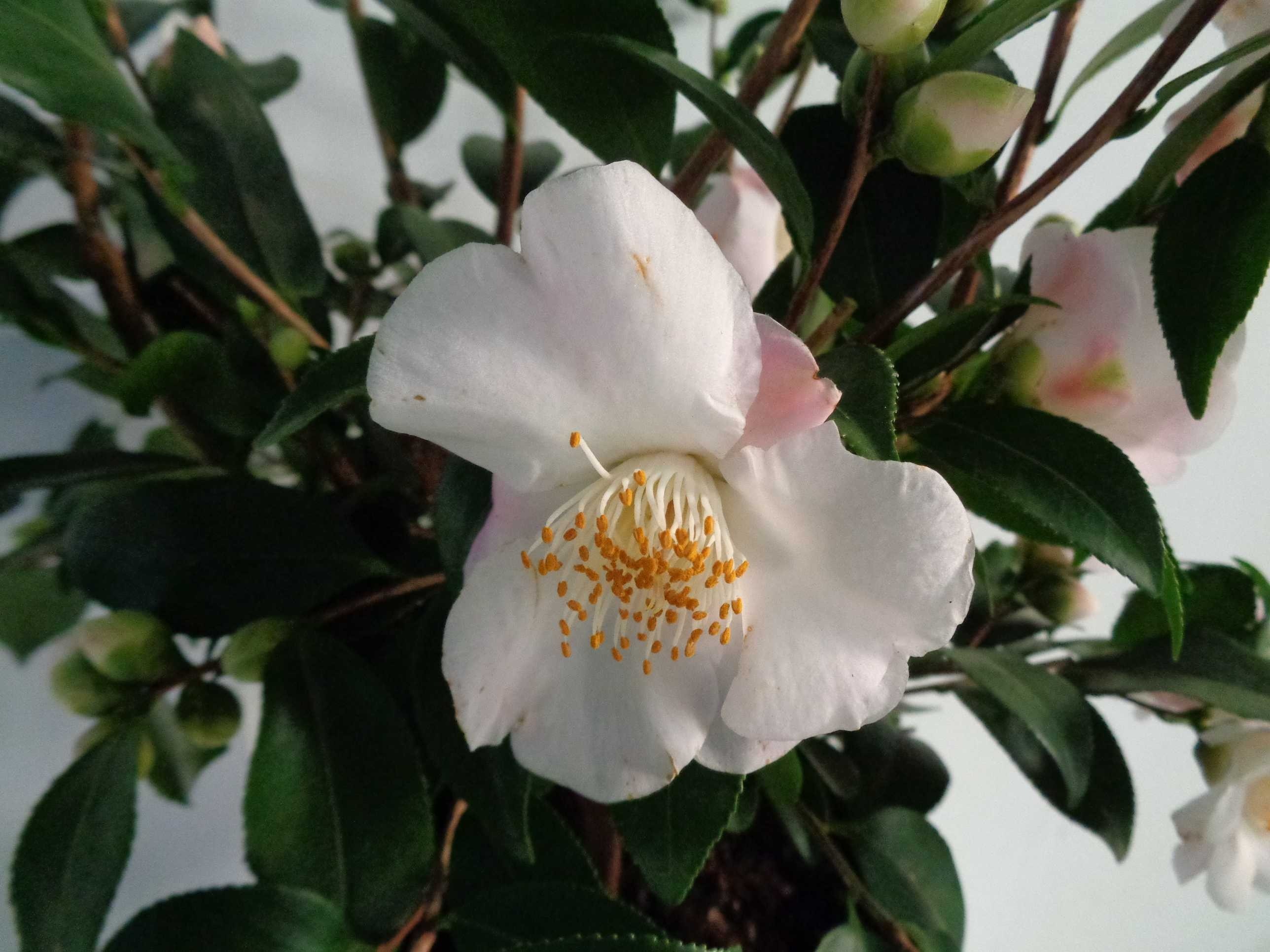 Camellia "Spring Mist" 5L 70/90