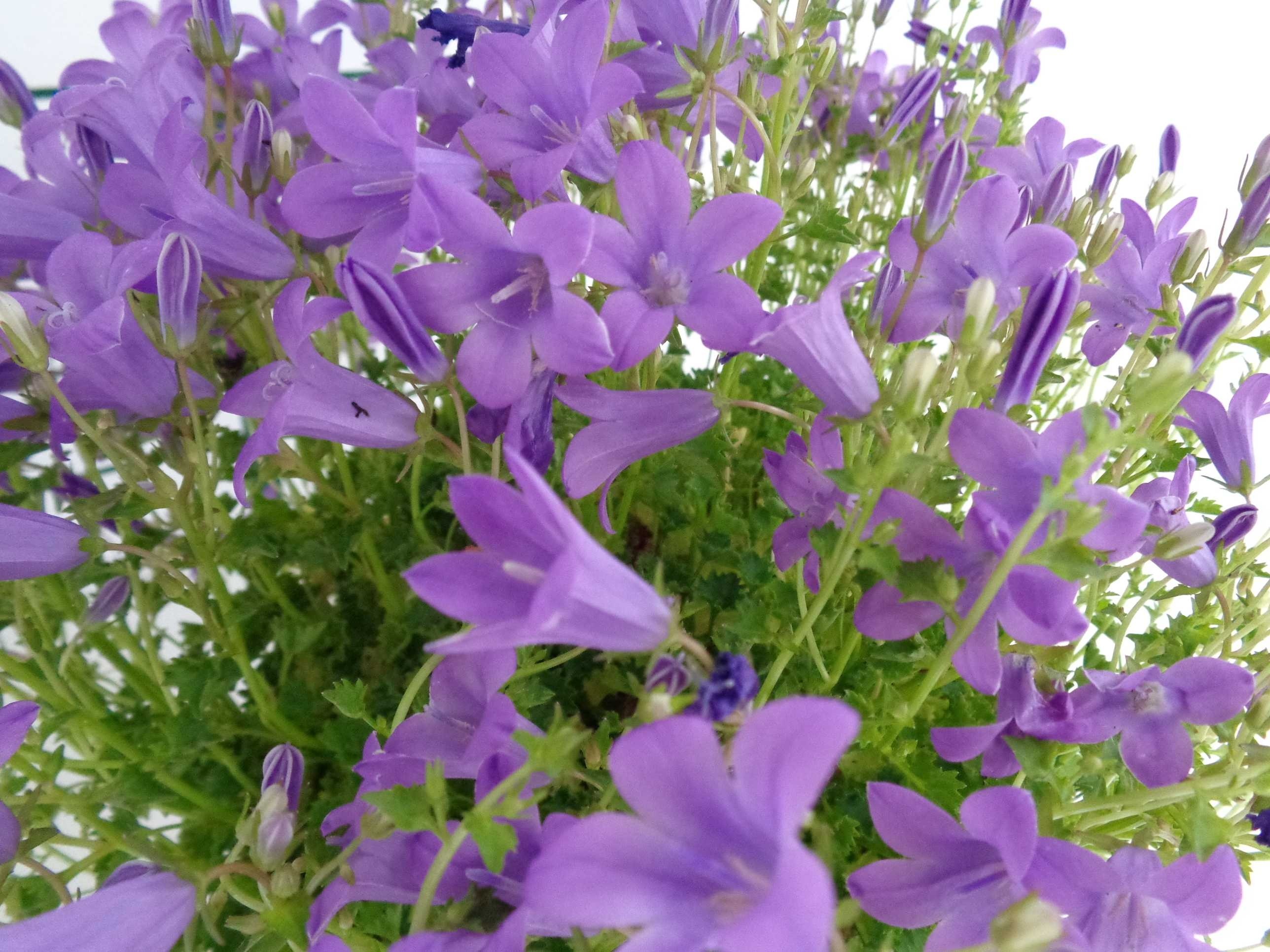 Campanula carpatica 2L R/C 10/15