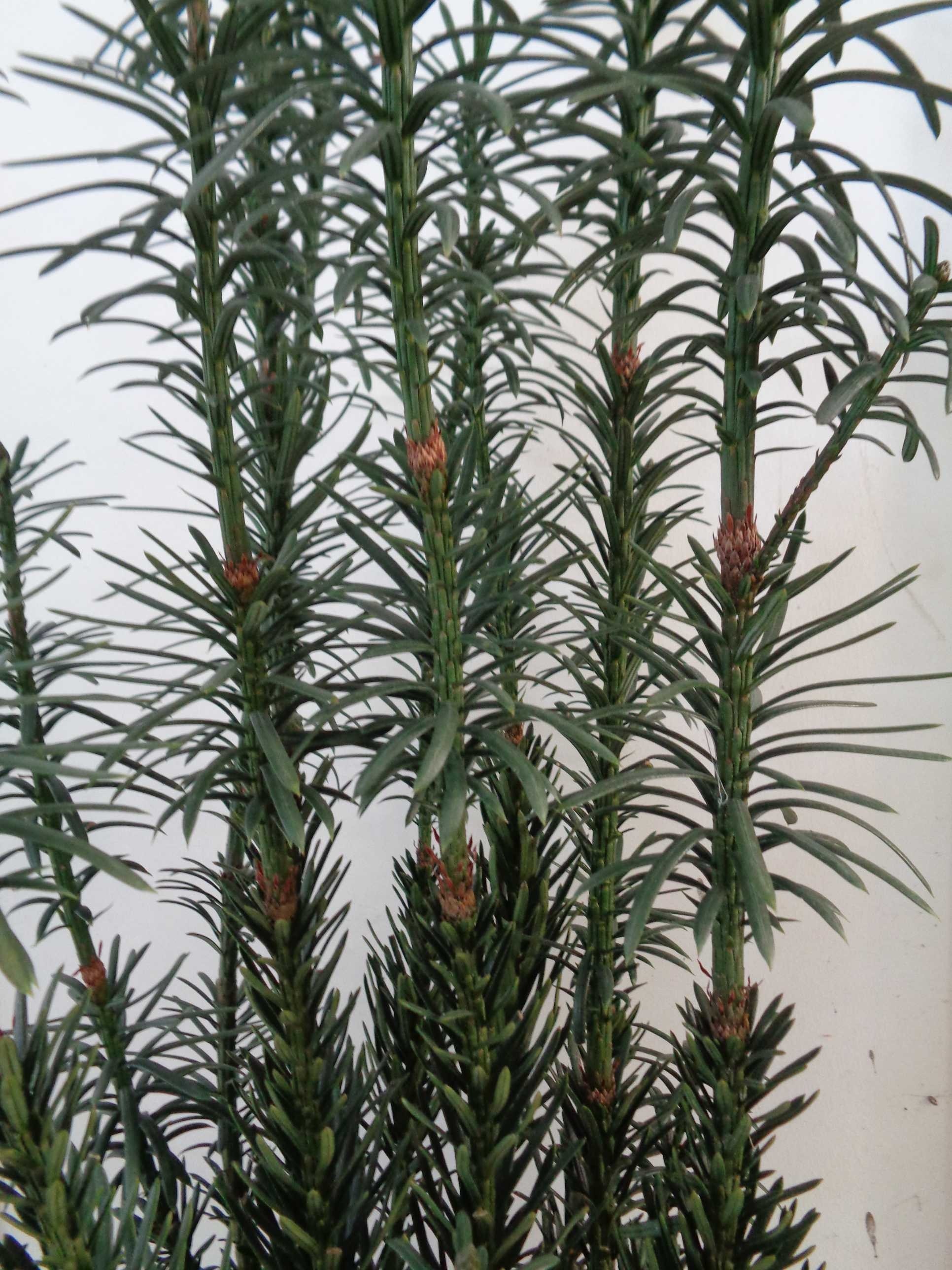 Cephalotaxus harringtonia "Fastigiata" 10L Deco