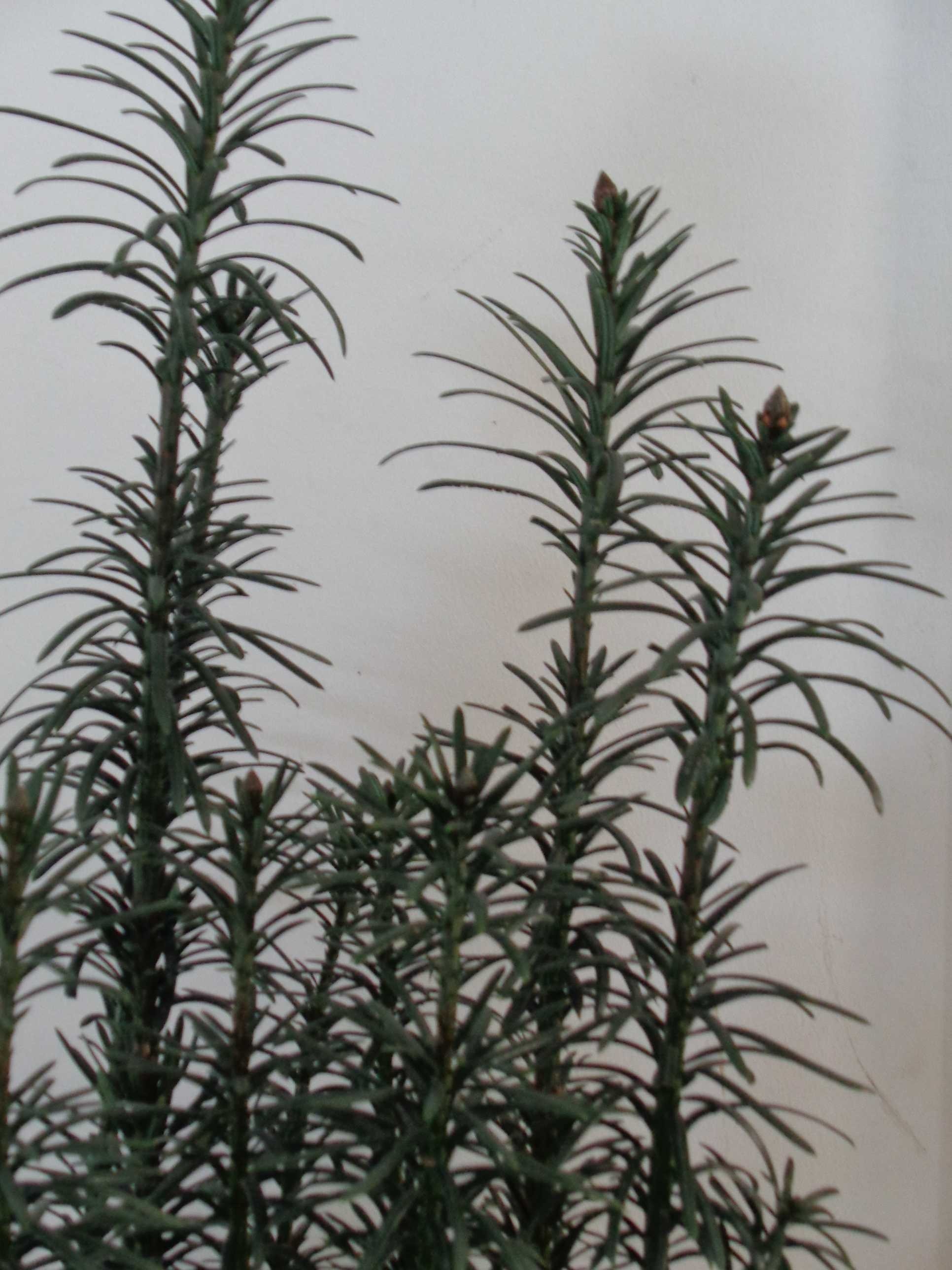 Cephalotaxus harringtonia "Fastigiata" 5L Deco 50/60