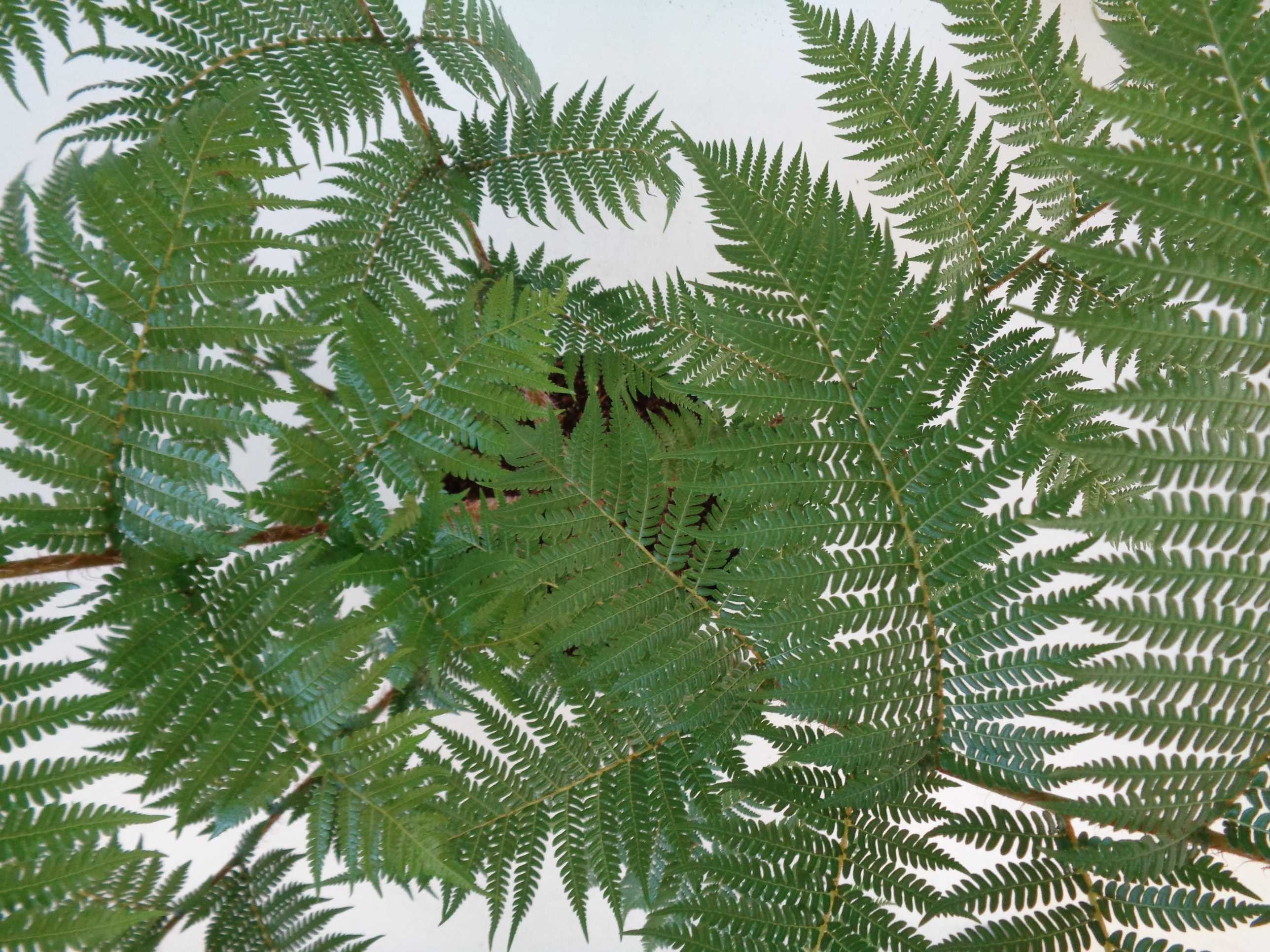Cyathea cooperi 10L Deco 100/150