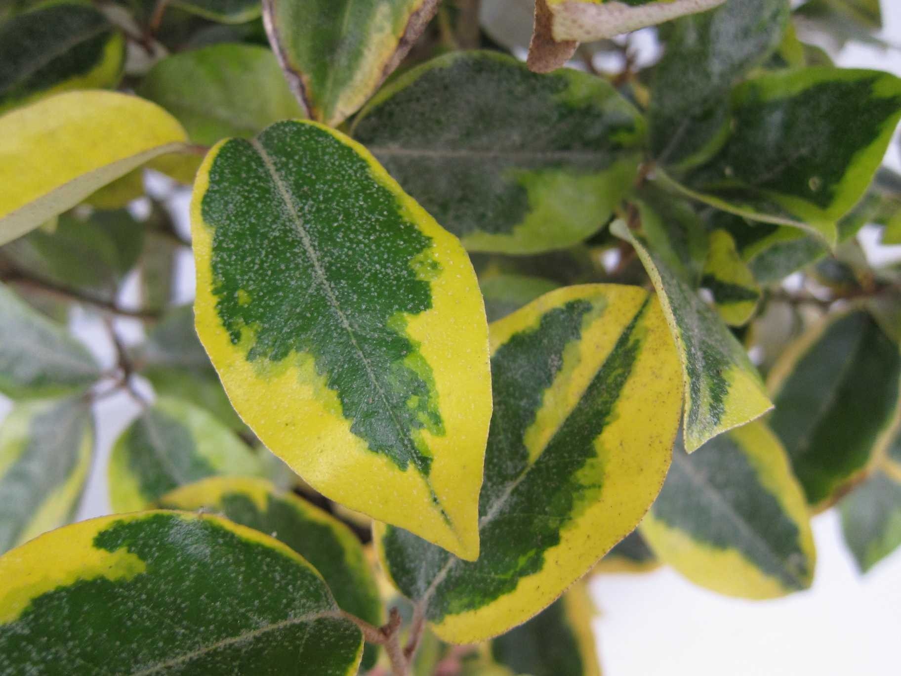 Elaeagnus x ebbingei "Gilt Edge" 5L 40/50