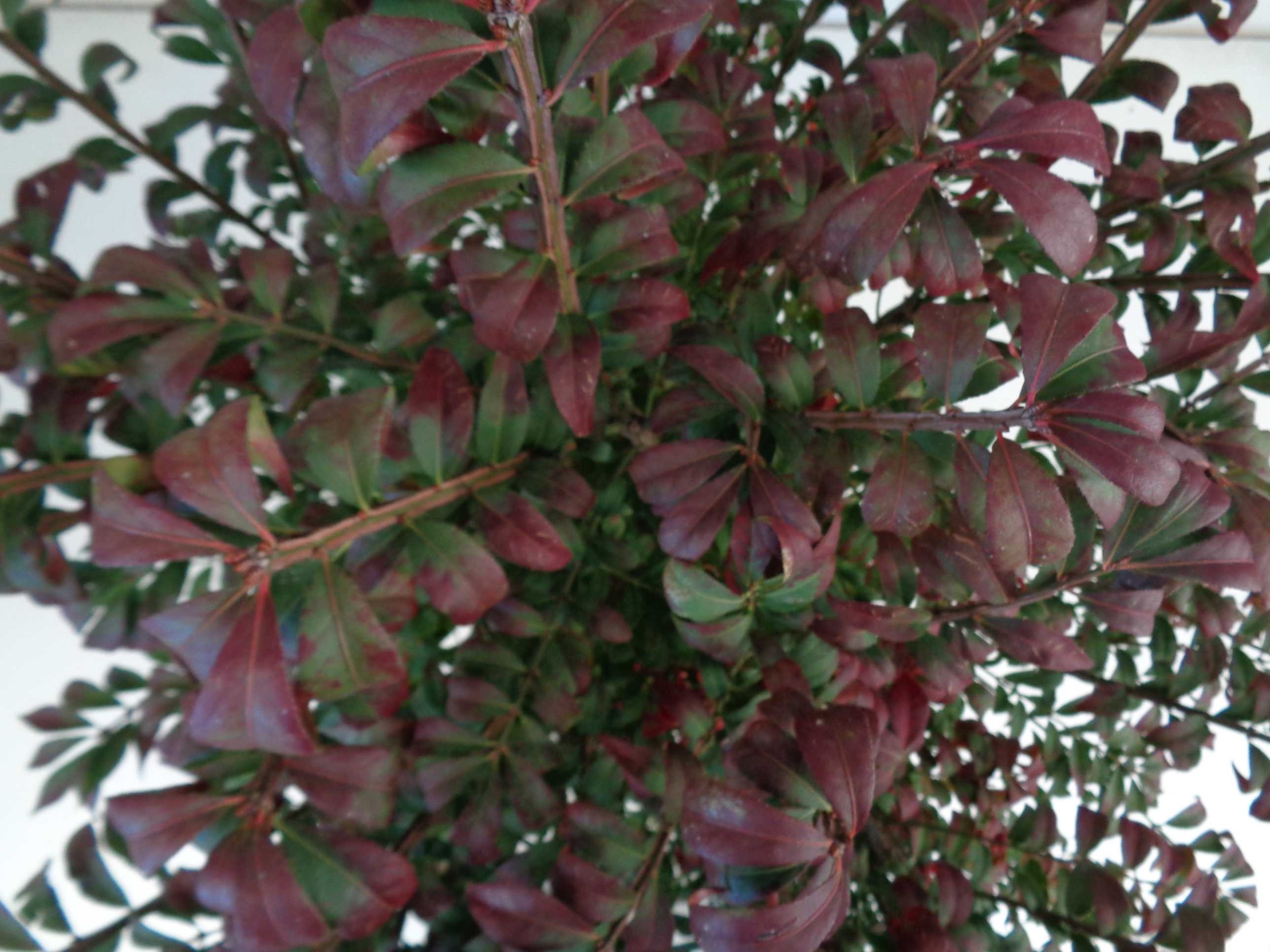 Euonymus alatus "Compactus" 15L Deco 50/60