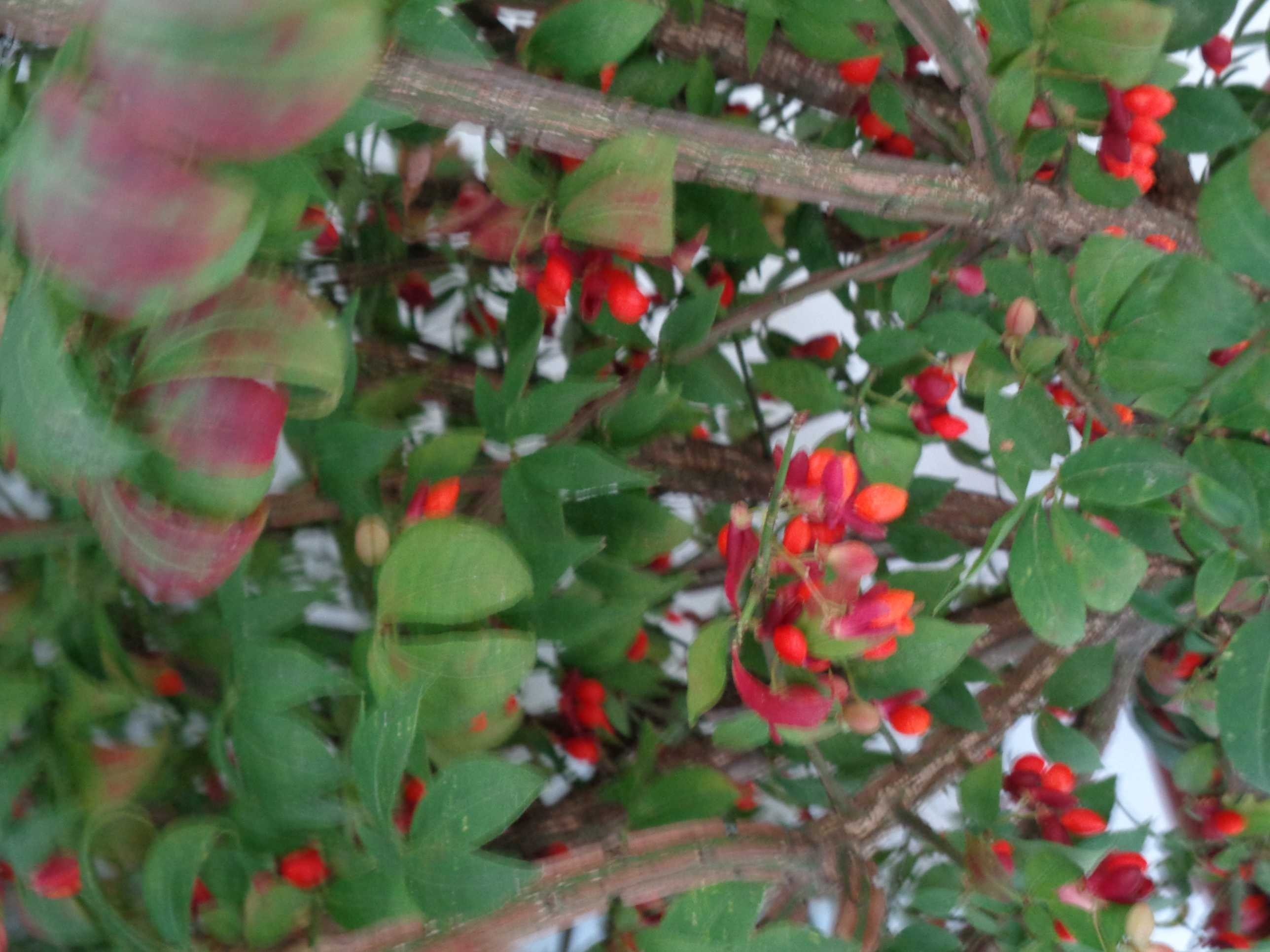 Euonymus alatus "Compactus" 2.5L Deco 15/20