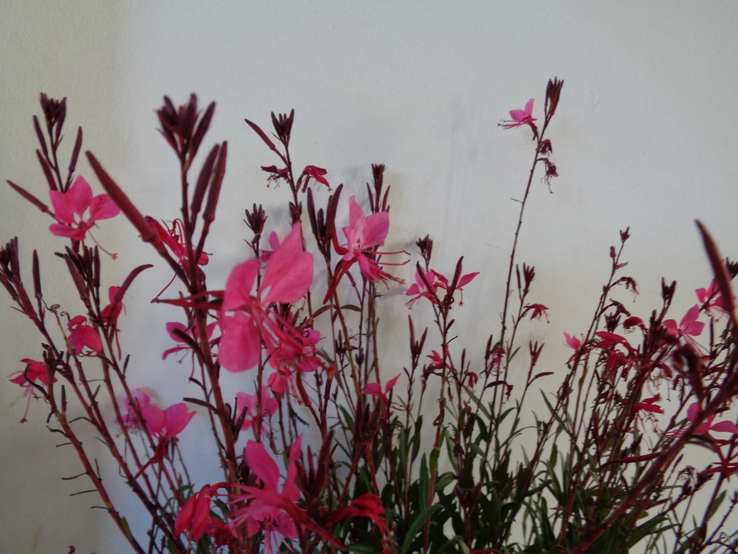Gaura lindhemeri "Syskiyou Pink"  2L R/C