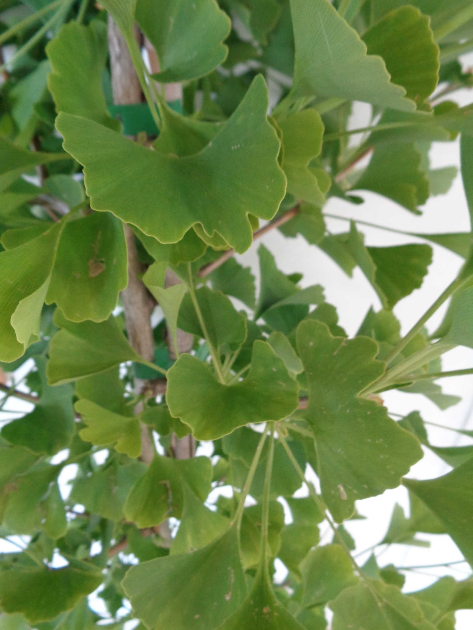 Ginkgo biloba "Blagon" 10L 160/180