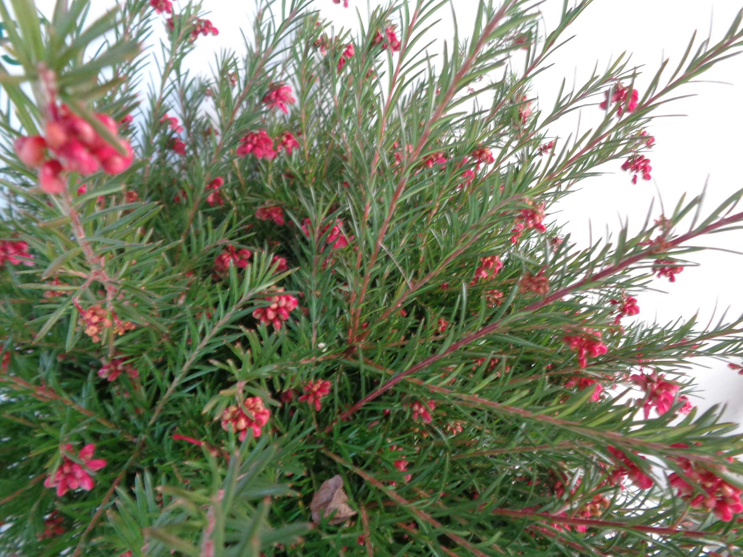 Grevillea "Clearview David" 2L 20/25
